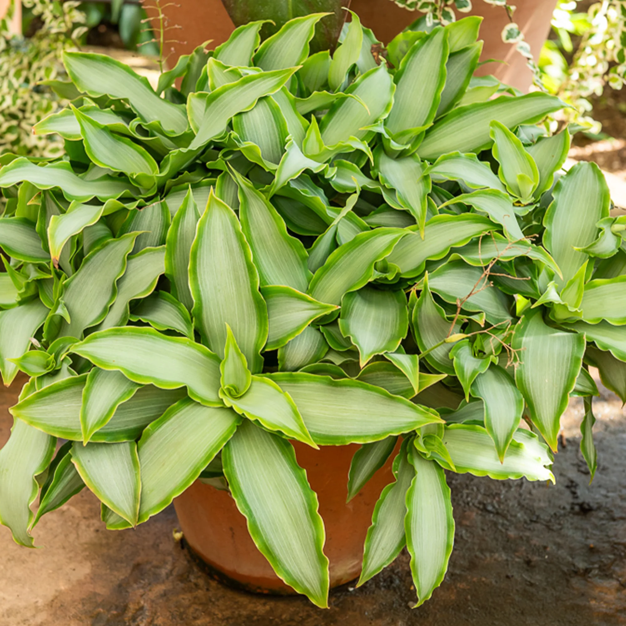 Pekinggras 'Bright Star'