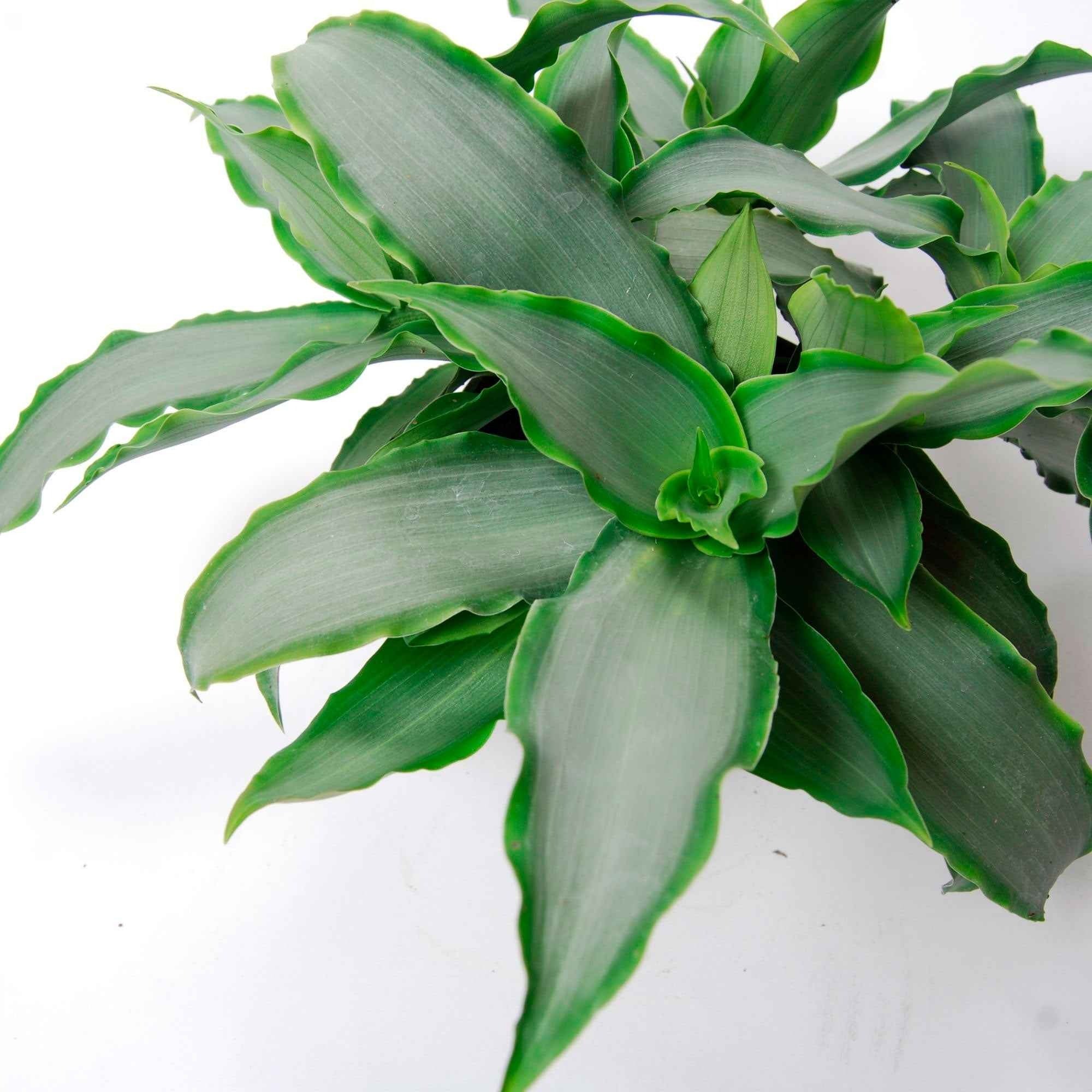 Pekinggras 'Bright Star' - Image 2