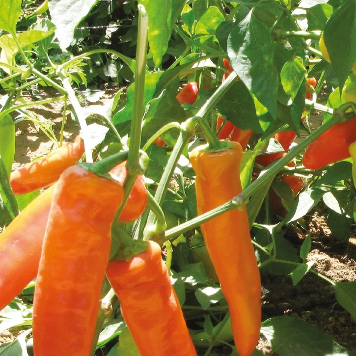 Peper Hungarian Yellow hot wax Bio