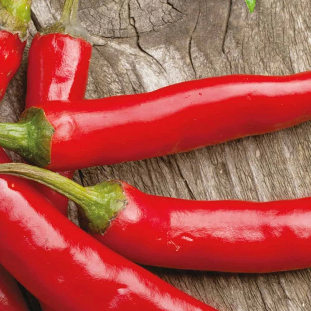 Peper Westlandse lange rode Bio - Image 2