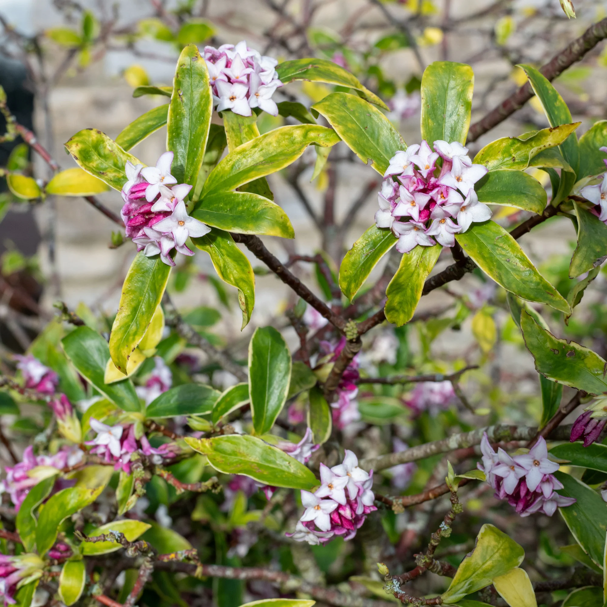 Peperboompje 'Perfume Princess'