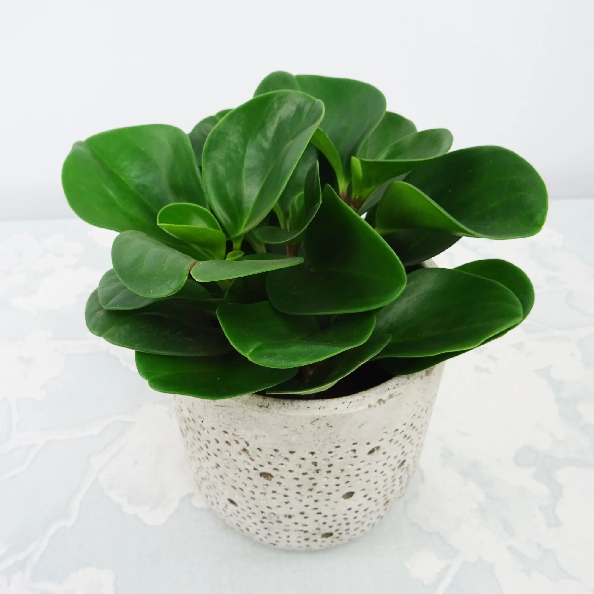 Peperomia 'Green' - Image 3
