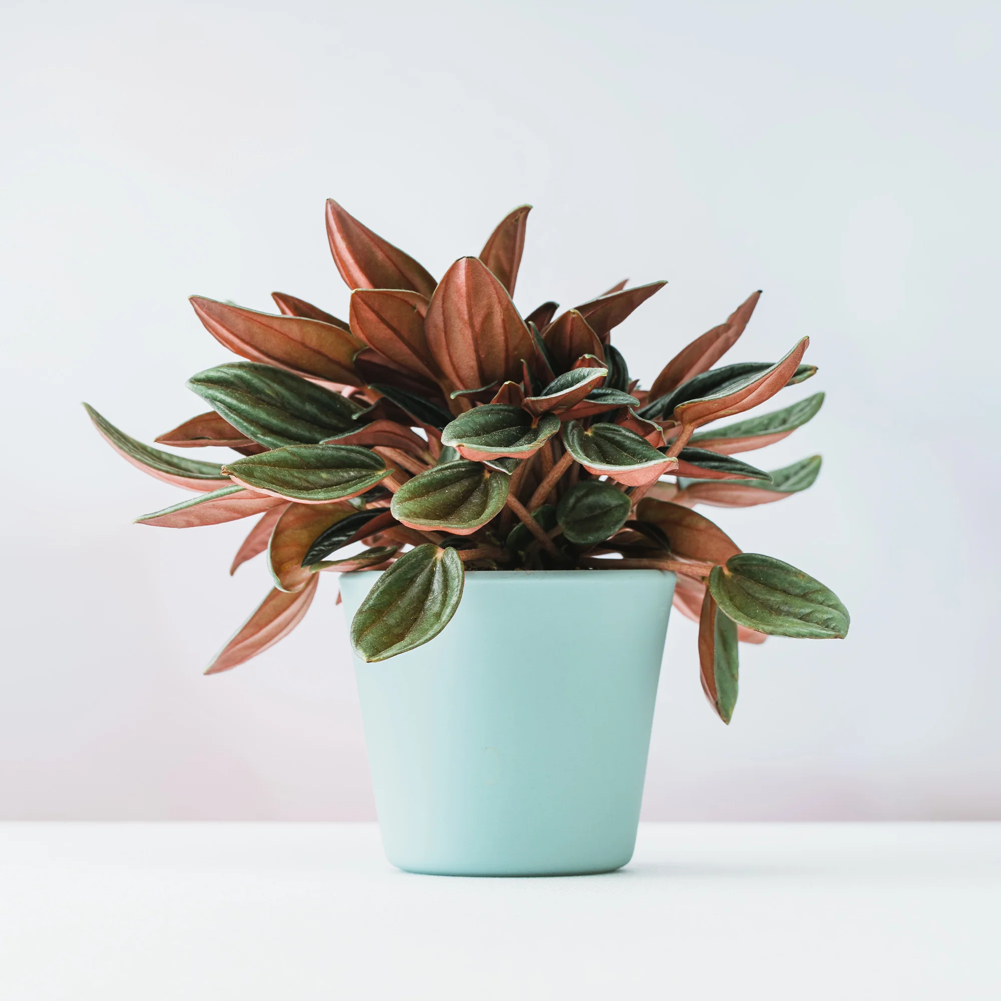 Peperomia Rosso