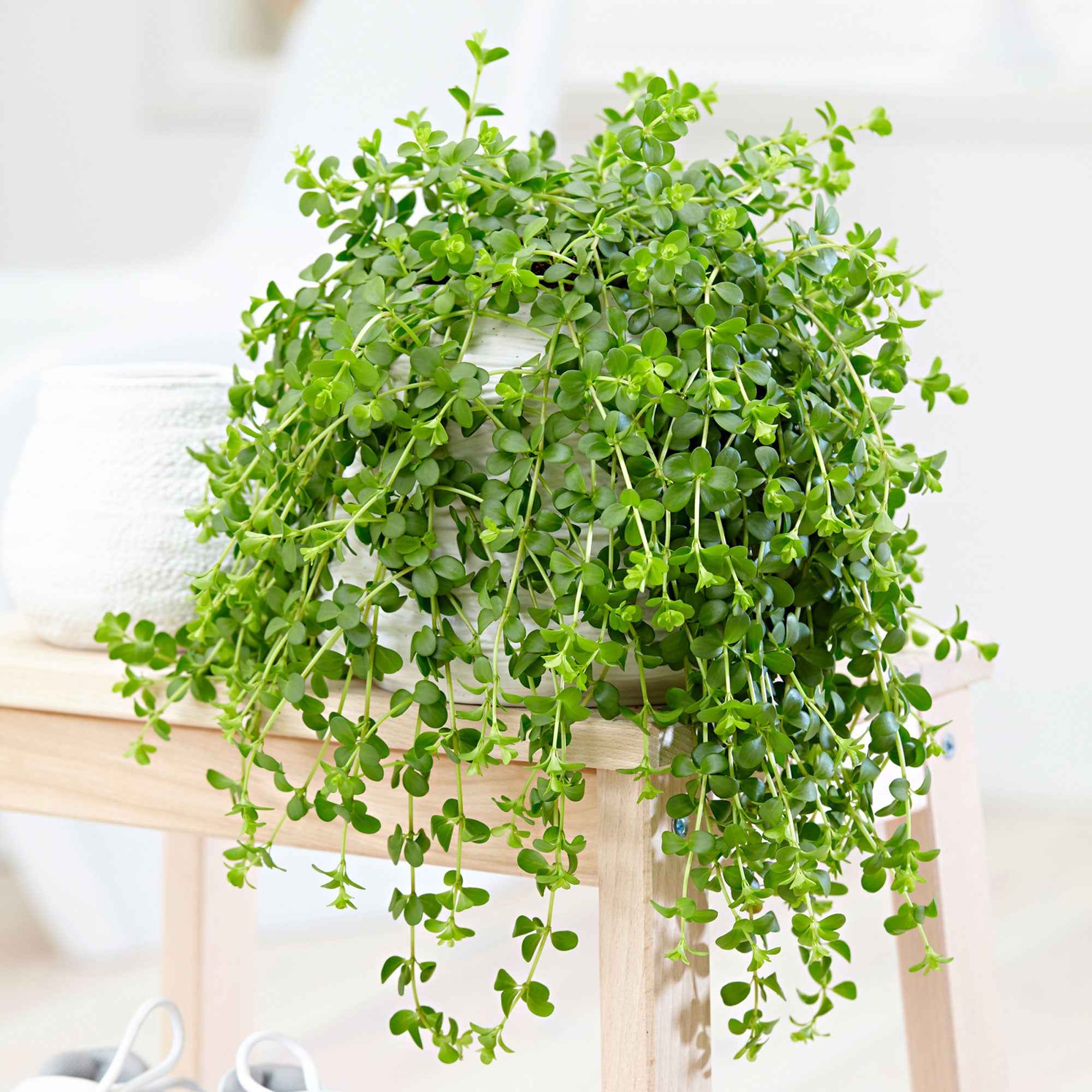 Peperplantje 'Isabelle'
