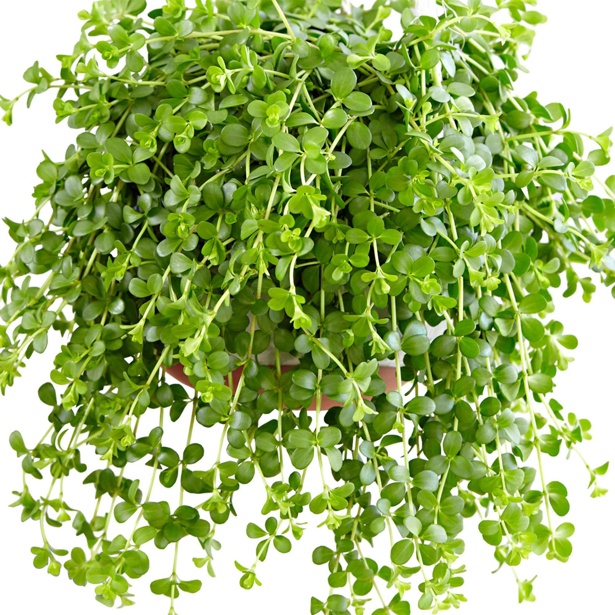 Peperplantje 'Isabelle' - Image 2