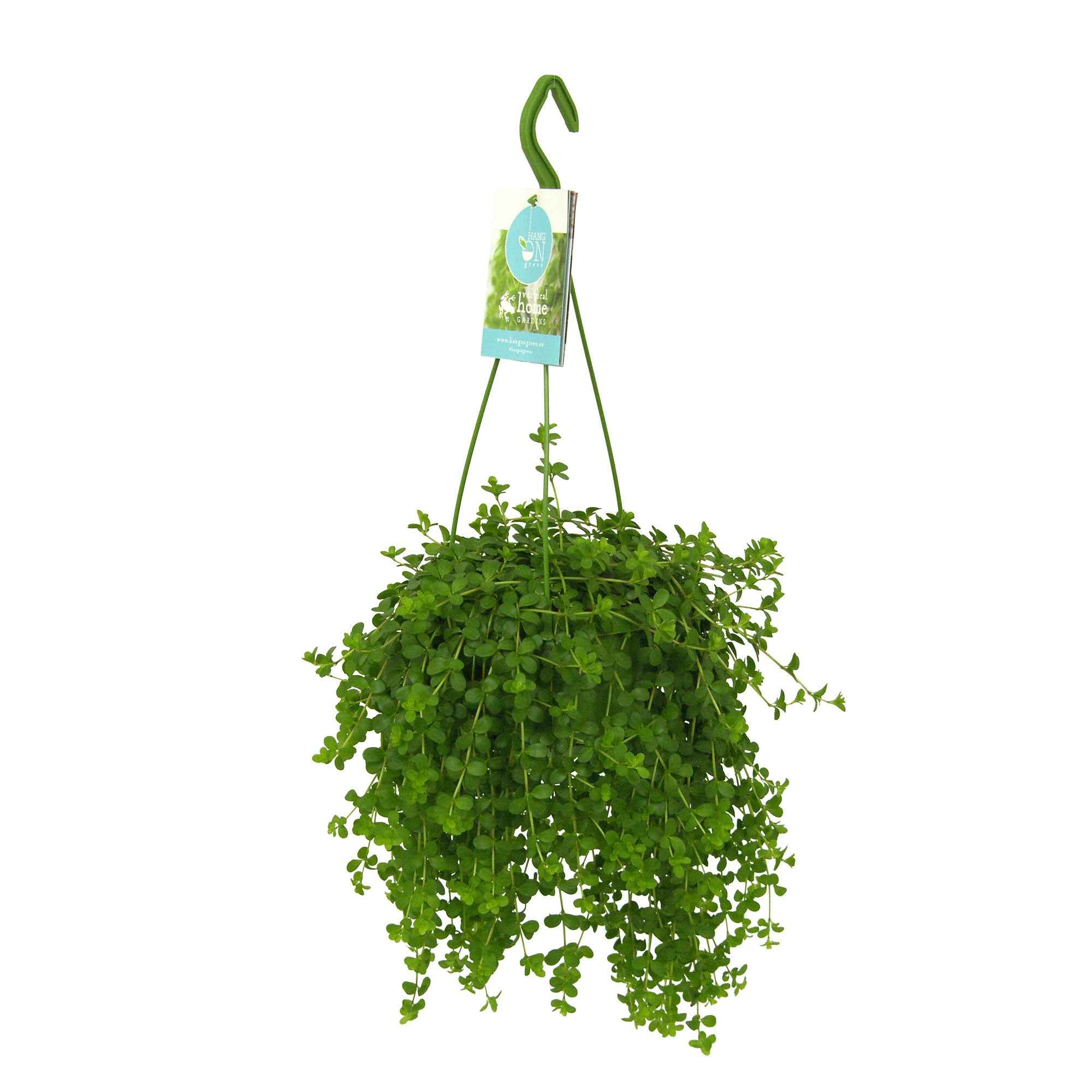 Peperplantje 'Isabelle' - Image 3