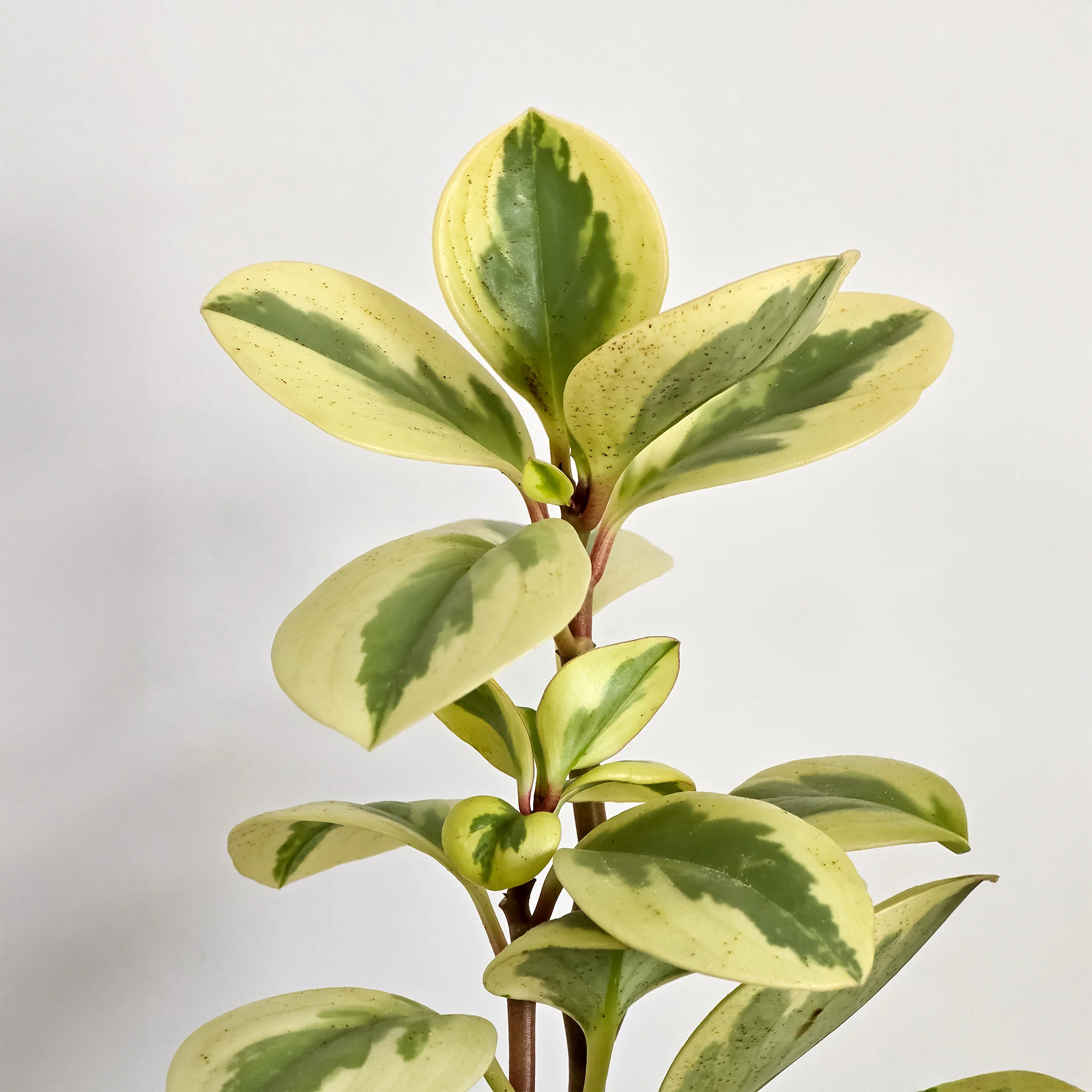 Pepromia Obtipan Bicolor