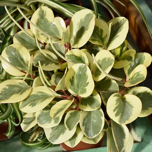 Pepromia Obtipan Bicolor - Image 2