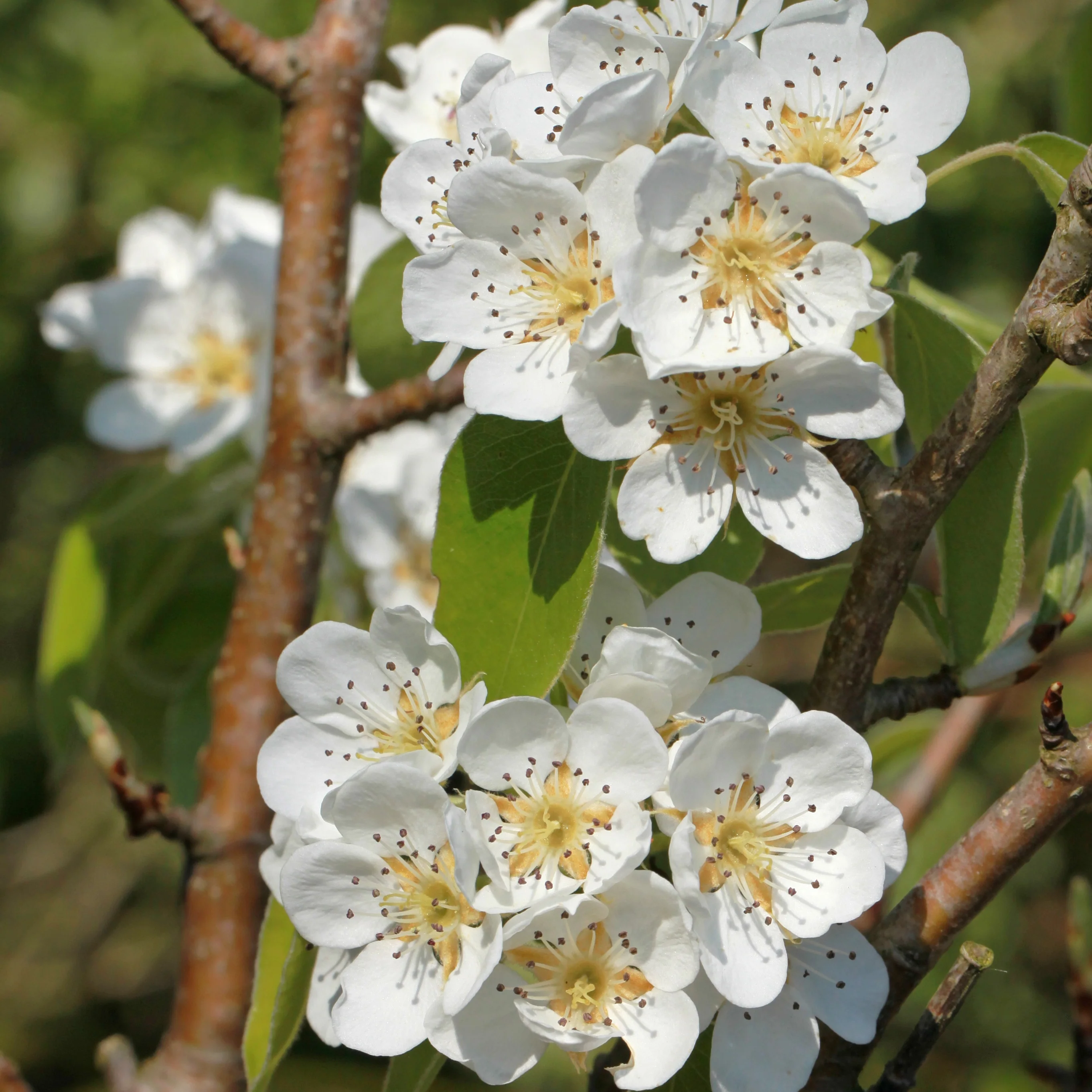 Perenboom 'Abate Fetel' - Image 2