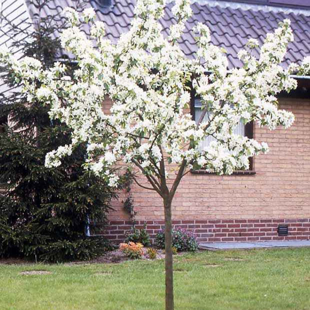 Perenboom 'Conférence' - Image 4