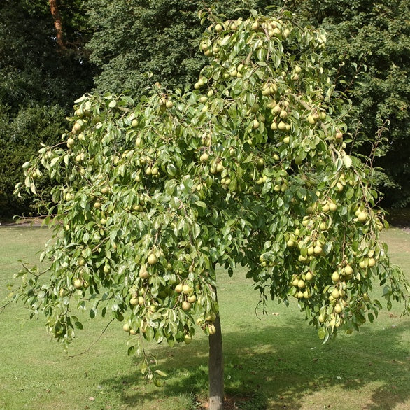 Perenboom 'Dr. Jules Guyot'