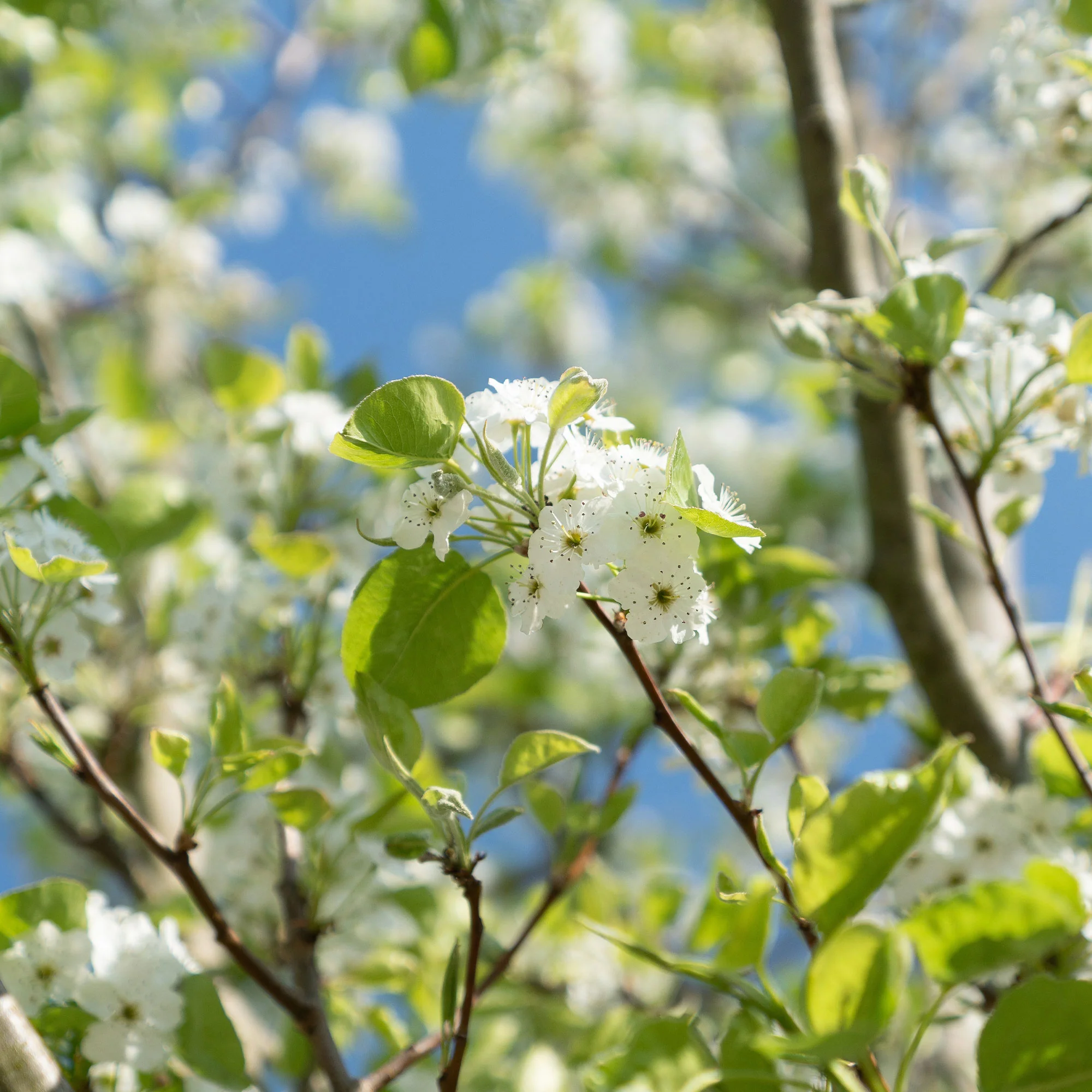 Perenboom 'Williams' - Image 3
