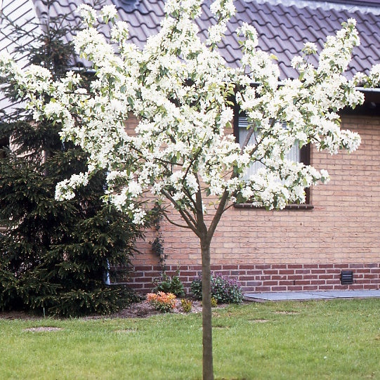 Perenboom 'Williams' - Image 4