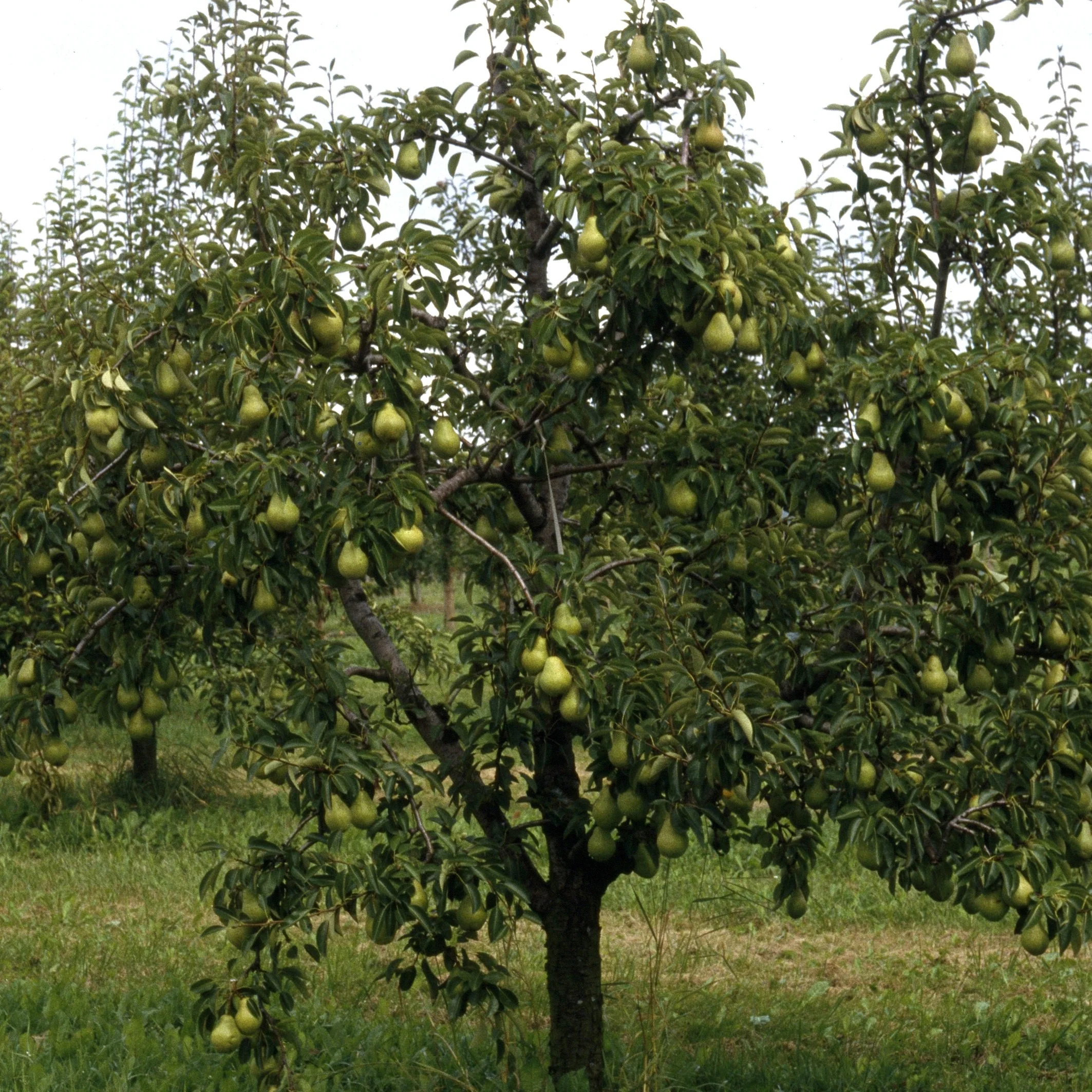 Perenboom 'Williams' - Image 5