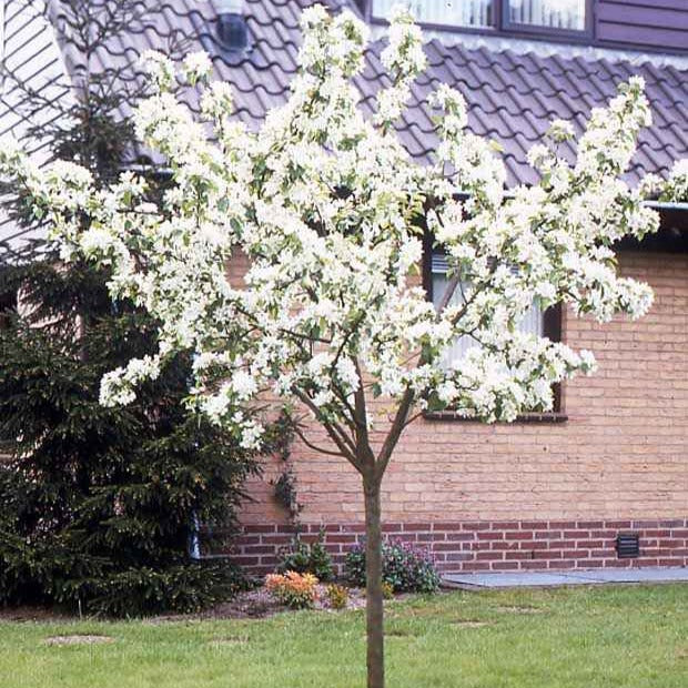 Perenboom 'William's Rouge' - Image 2