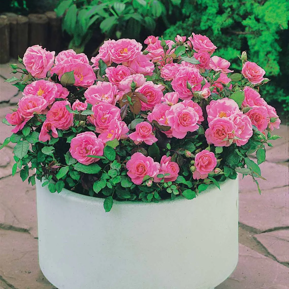 Perkroos 'Randilla' - roze (x3)