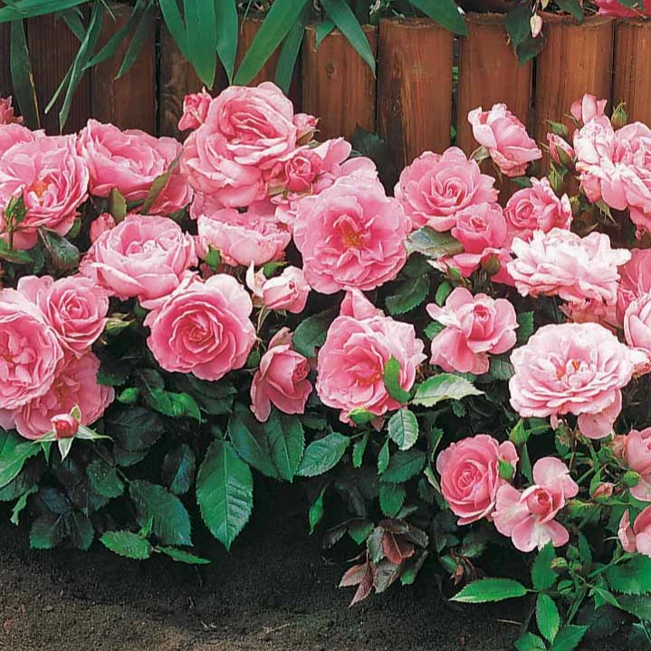 Perkroos 'Randilla' - roze (x3) - Image 2