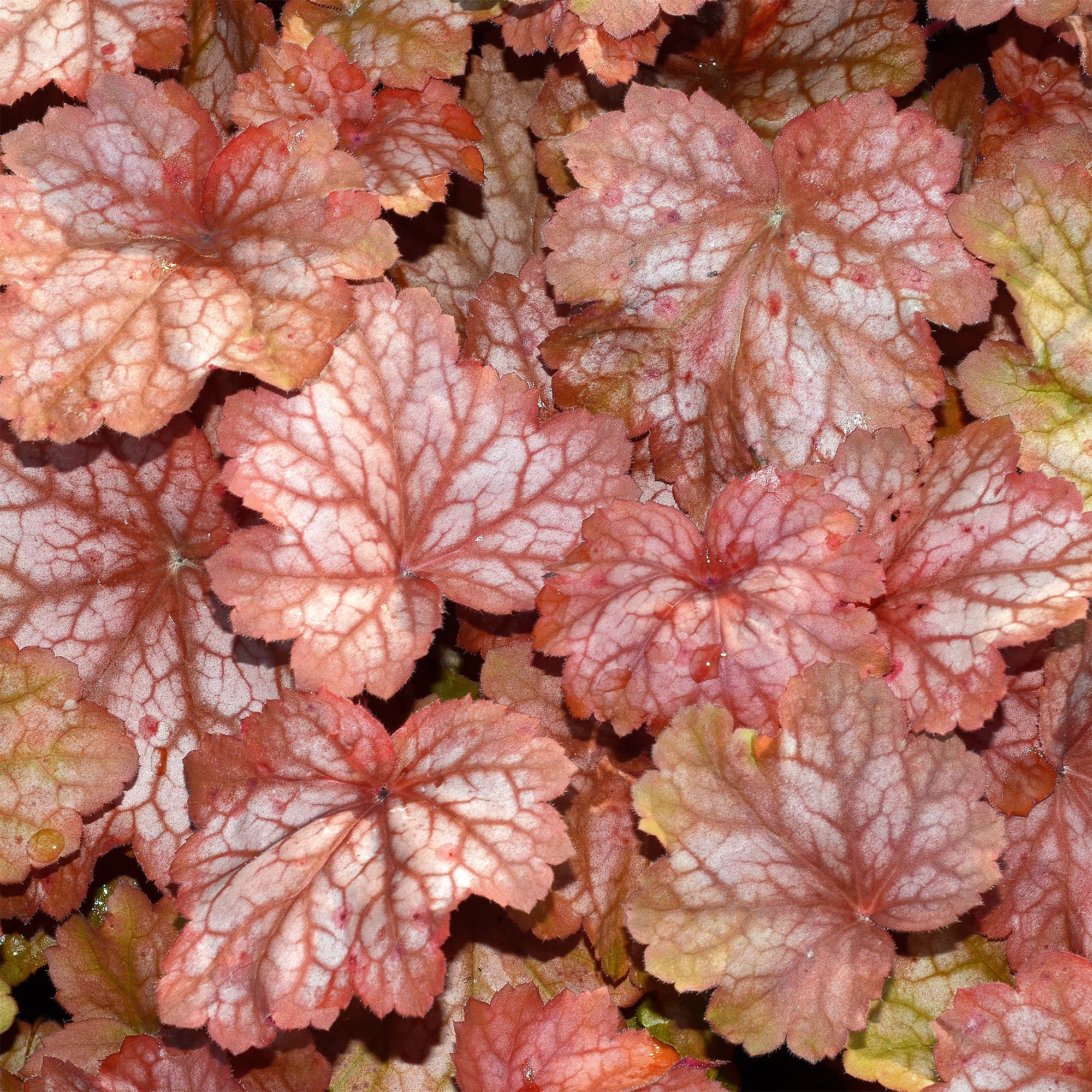 Perperklokje 'Georgia Peach' - Image 2