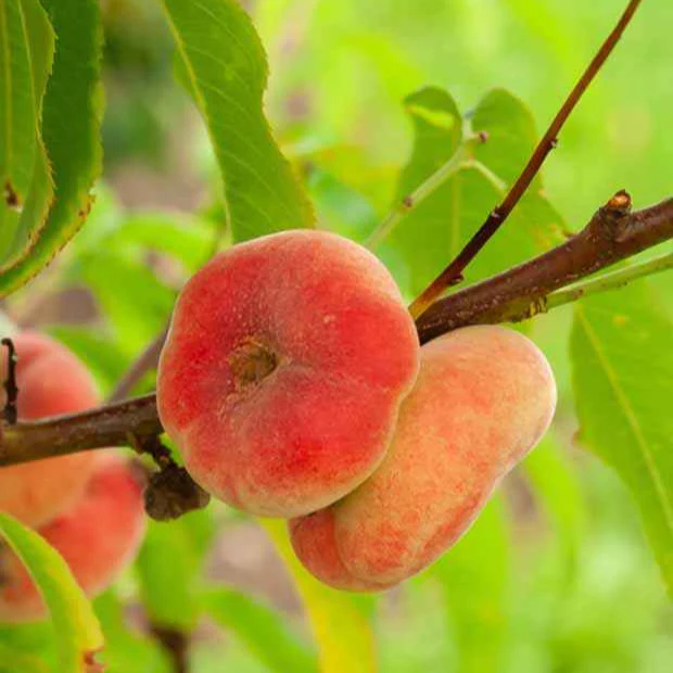 Perzik 'Platycarpa'