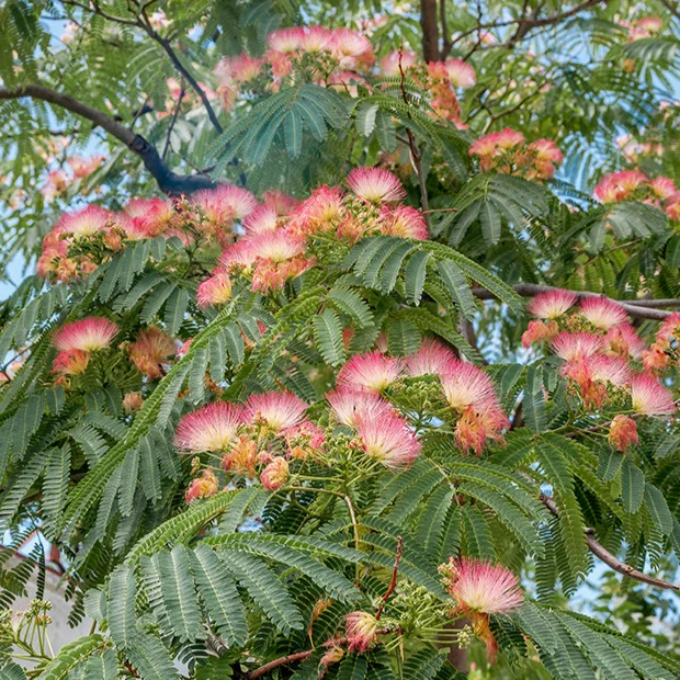 Perzische slaapboom 'Rosea'