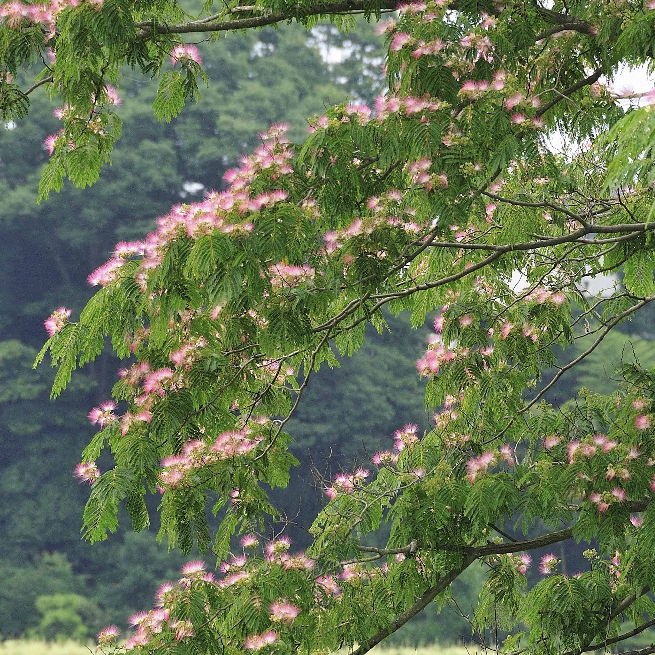 Perzische slaapboom 'Rosea' - Image 6