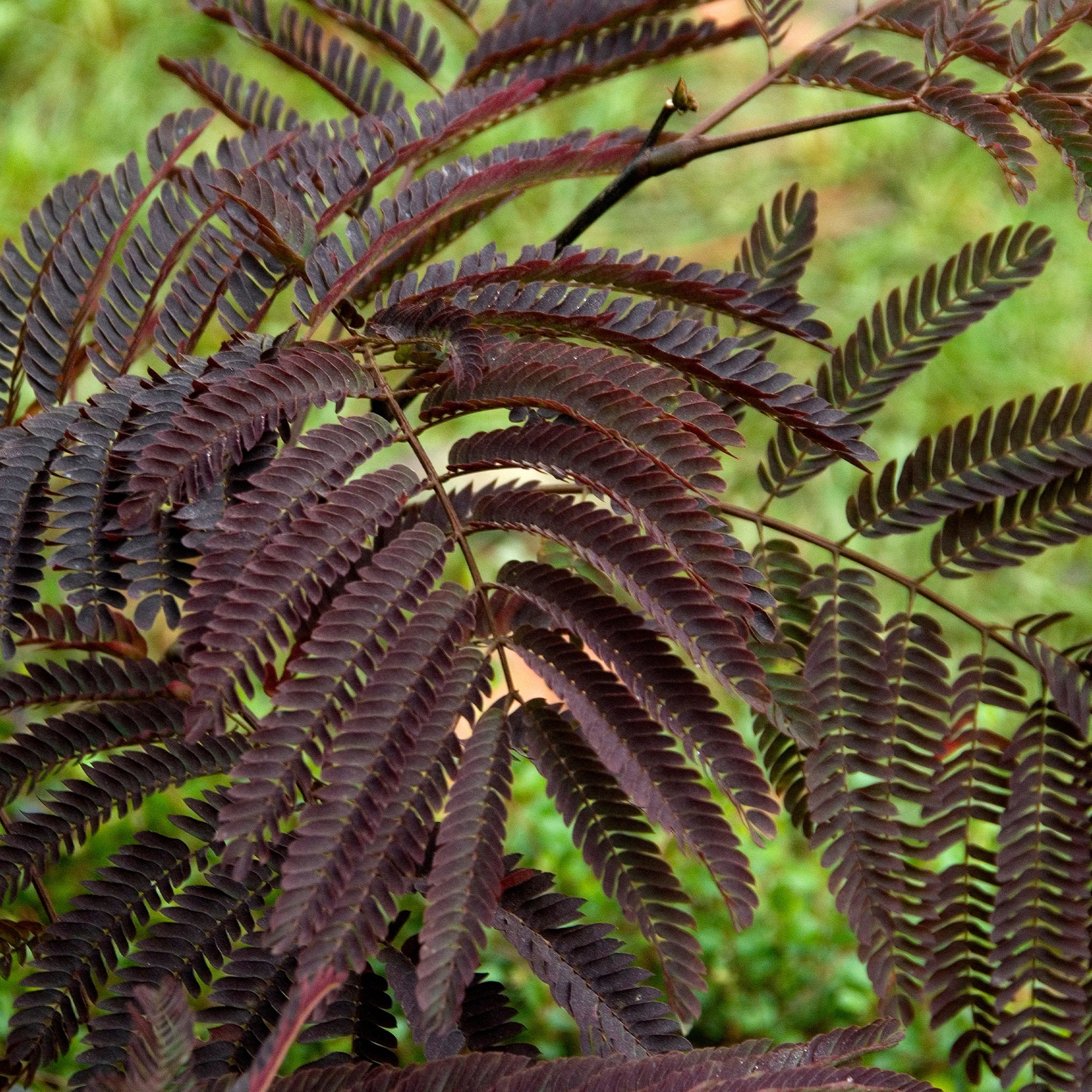 Perzische slaapboom 'Summer Chocolate®' - Image 3