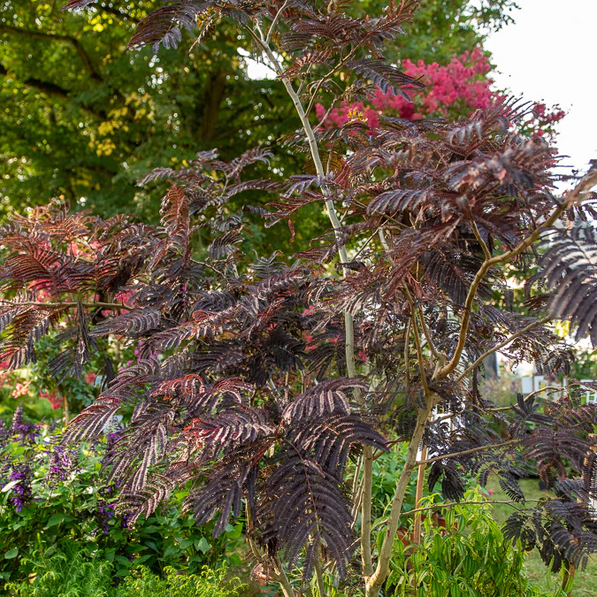 Perzische slaapboom 'Summer Chocolate®' - Image 4