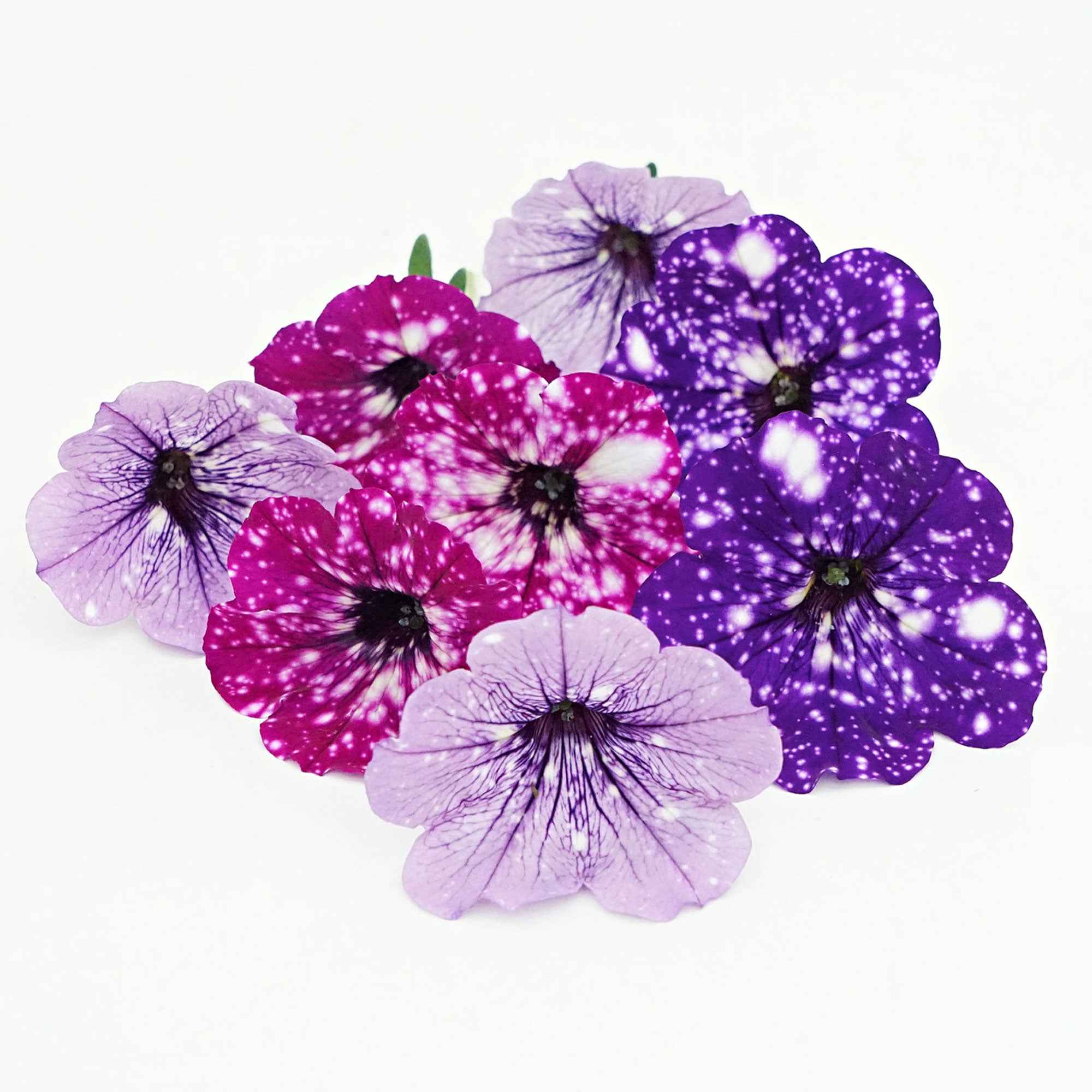 Petunia (x6) - Image 2