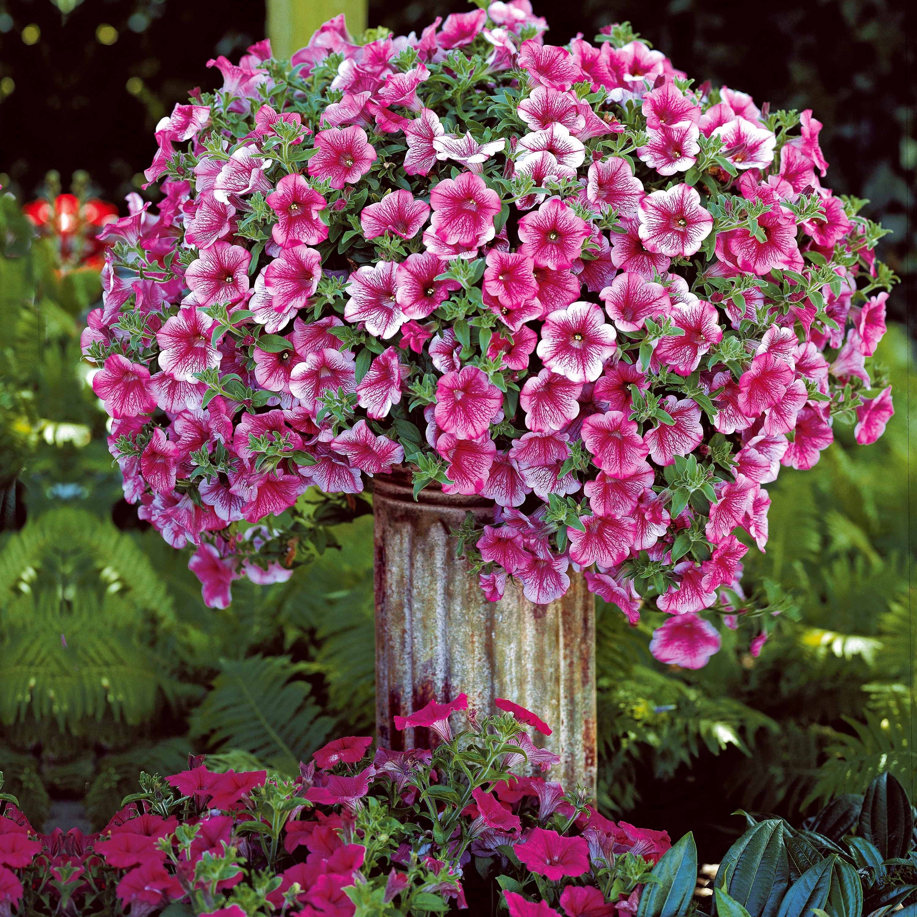 Petunia Collectie: rood, roze, geel (x9) - Image 2