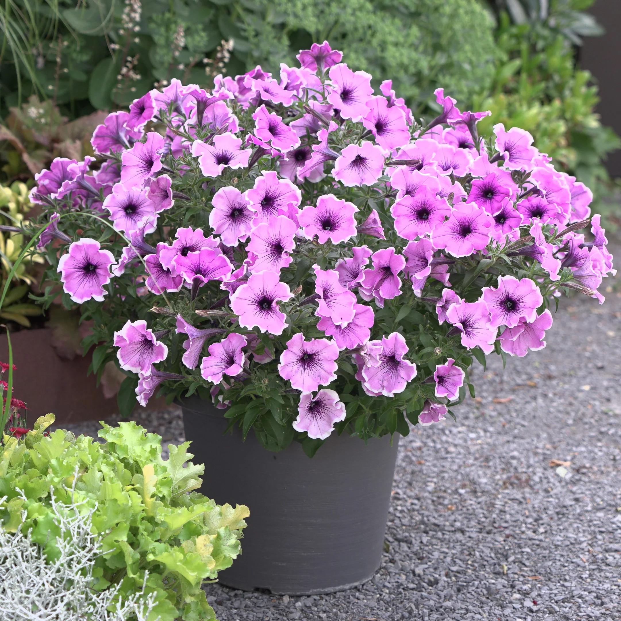 Petunia Famous Lavendel Blos