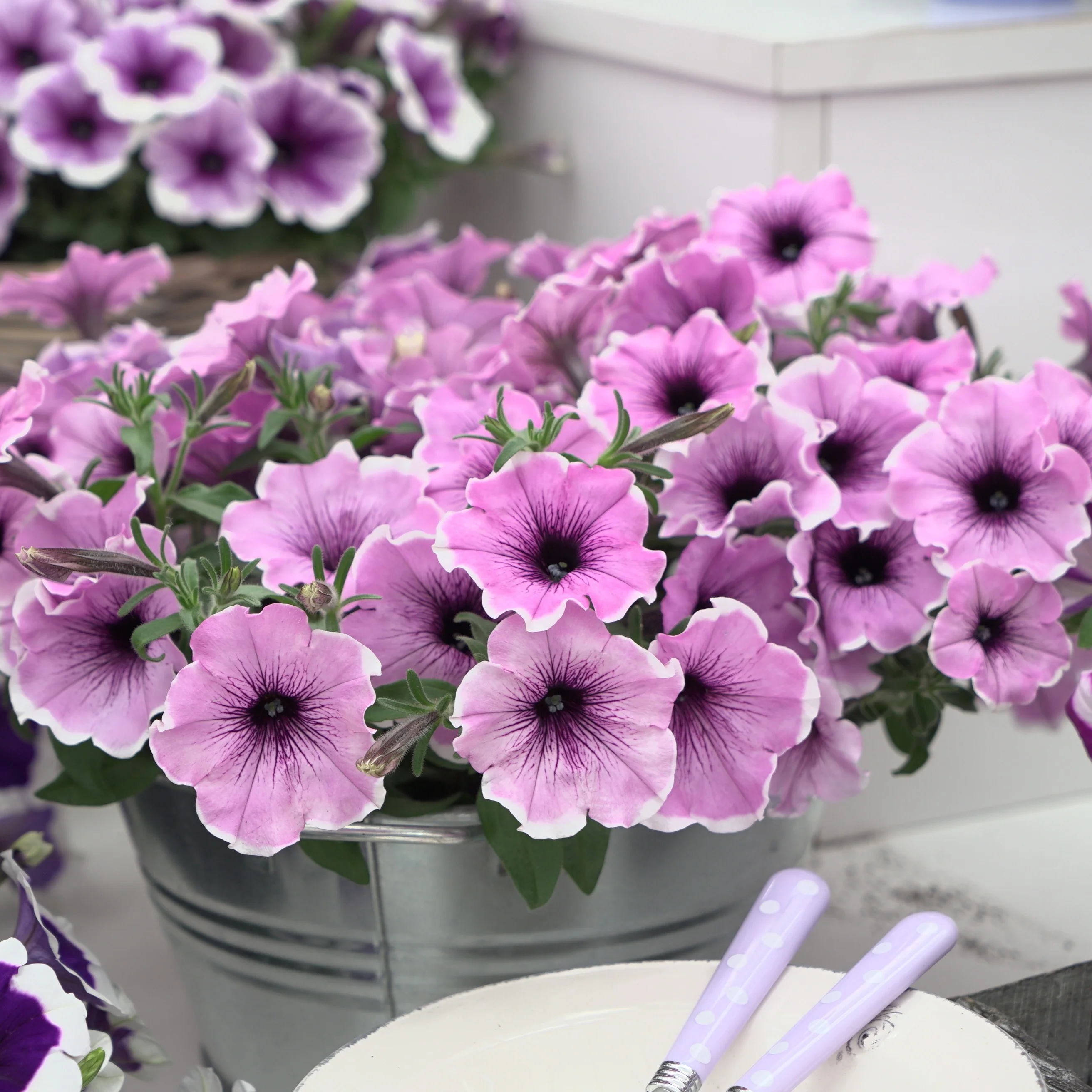 Petunia Famous Lavendel Blos - Image 2
