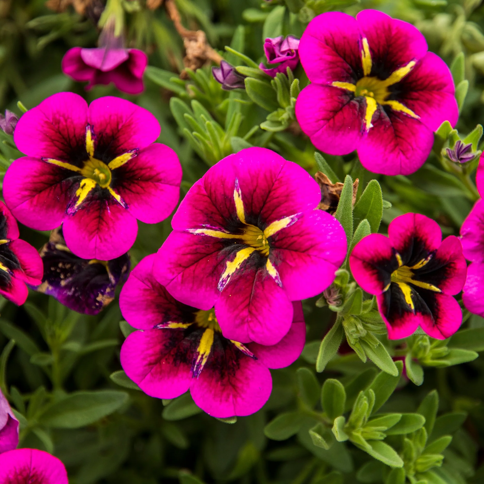 Petunia 'Good Night Kiss' (x3) - Image 3