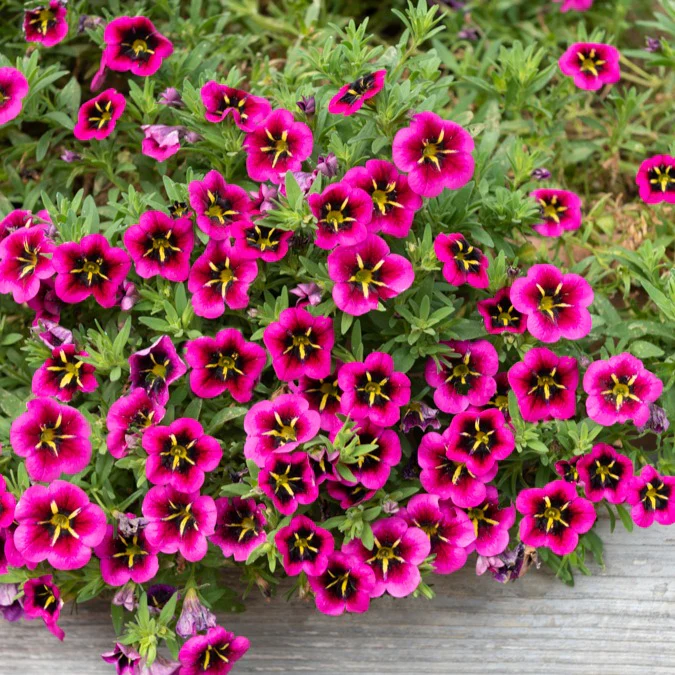 Petunia 'Good Night Kiss' (x3) - Image 4