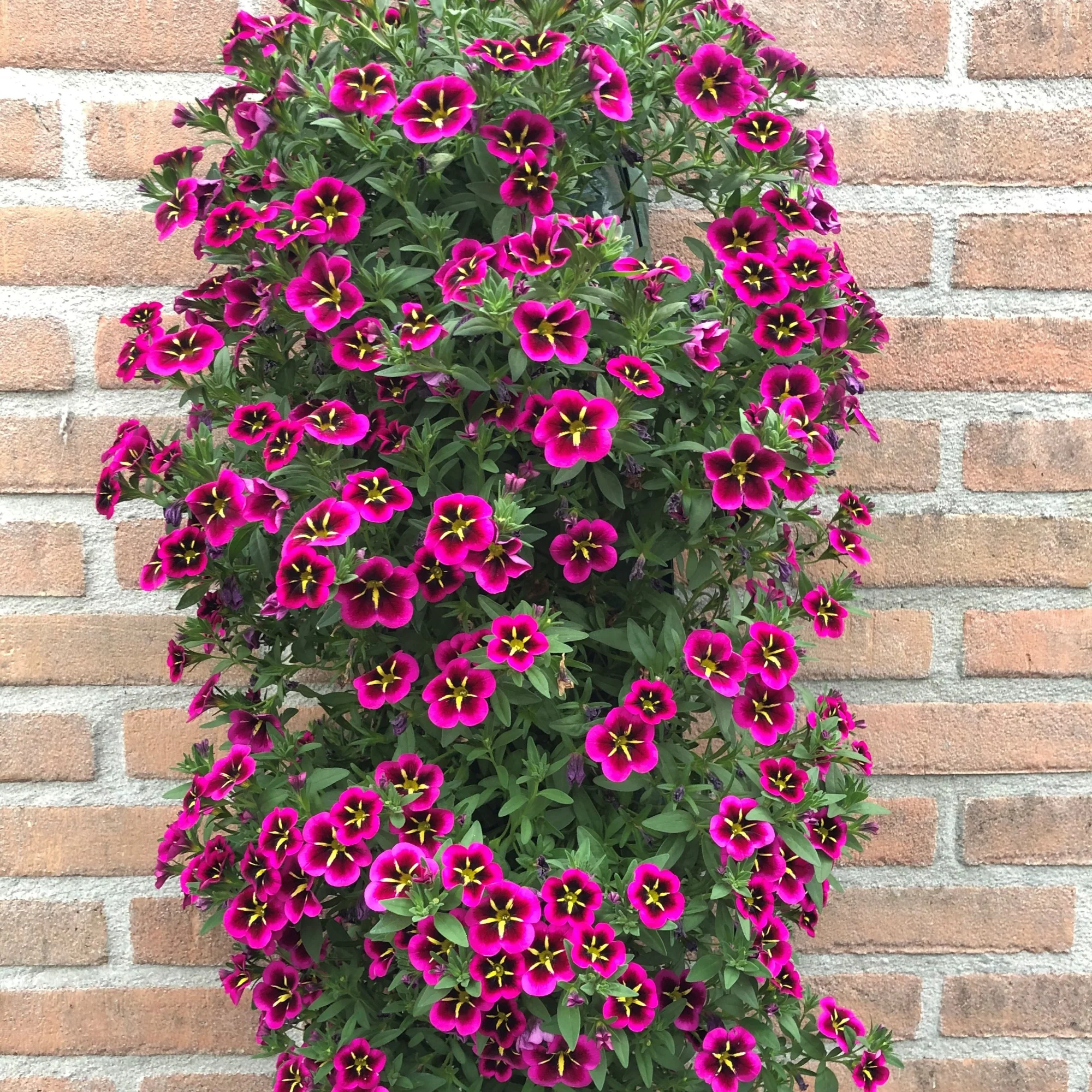 Petunia 'Good Night Kiss' (x3) - Image 5