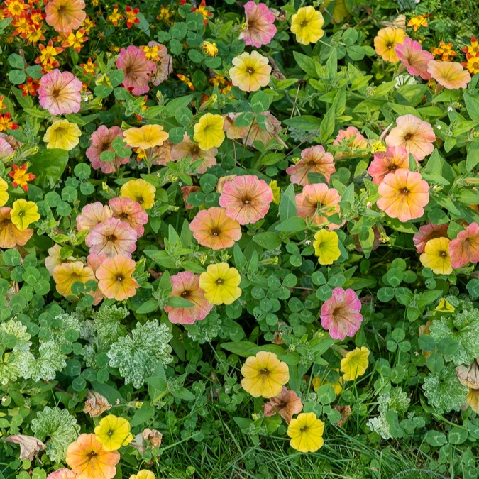 Petunia 'Indian Summer' (x3)