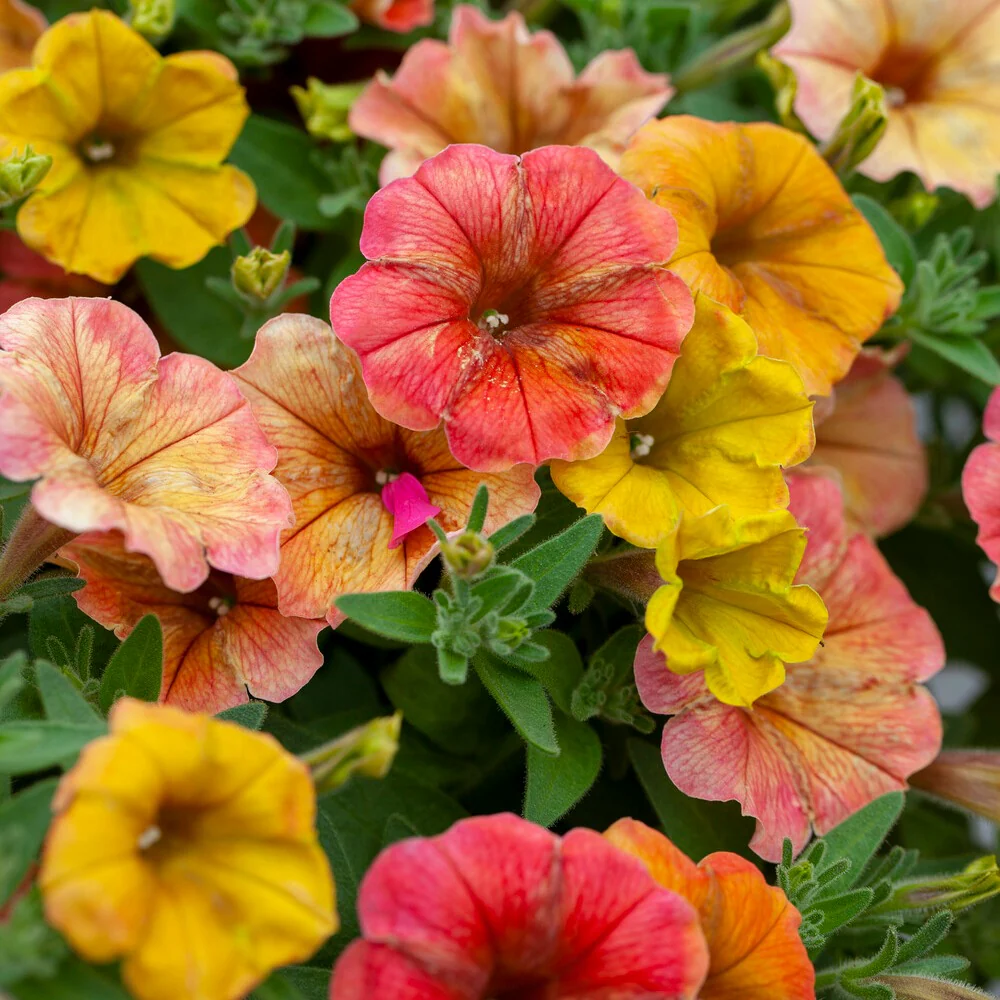 Petunia 'Indian Summer' (x3) - Image 2
