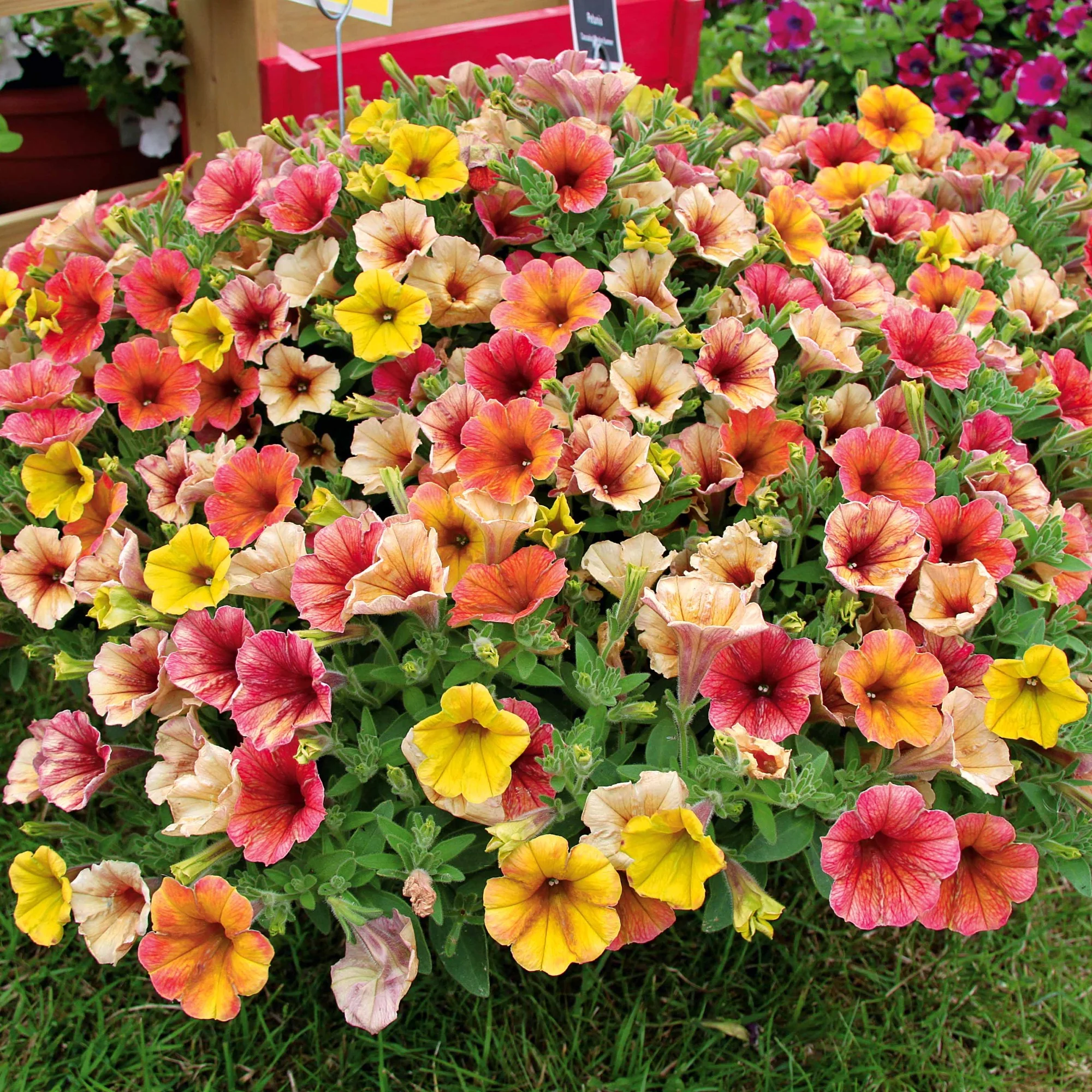 Petunia 'Indian Summer' (x3) - Image 3