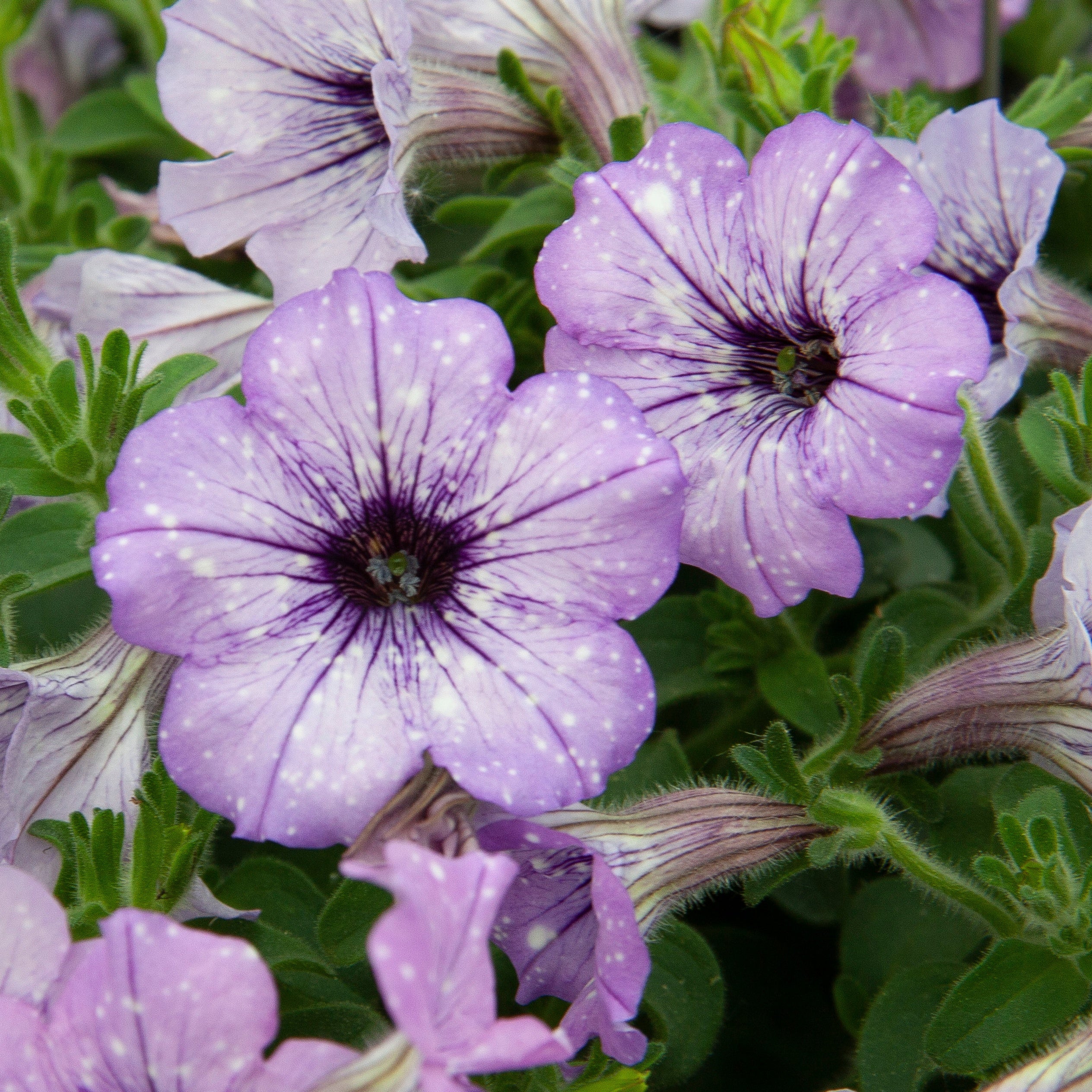 Petunia 'Lavender Sky' (x3) - Image 3