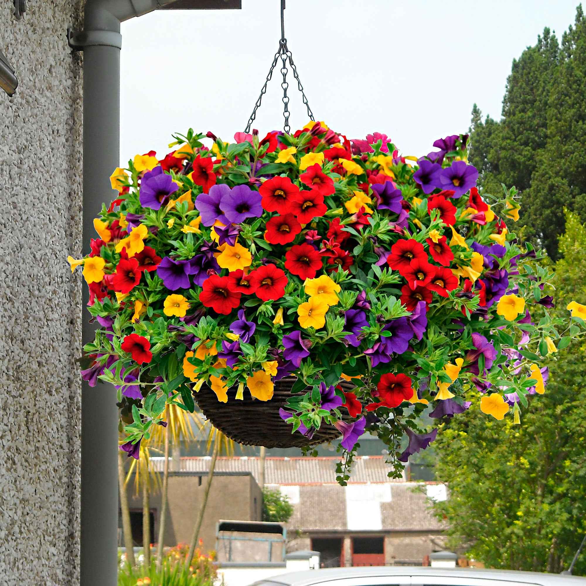 Petunia Mix (x3)