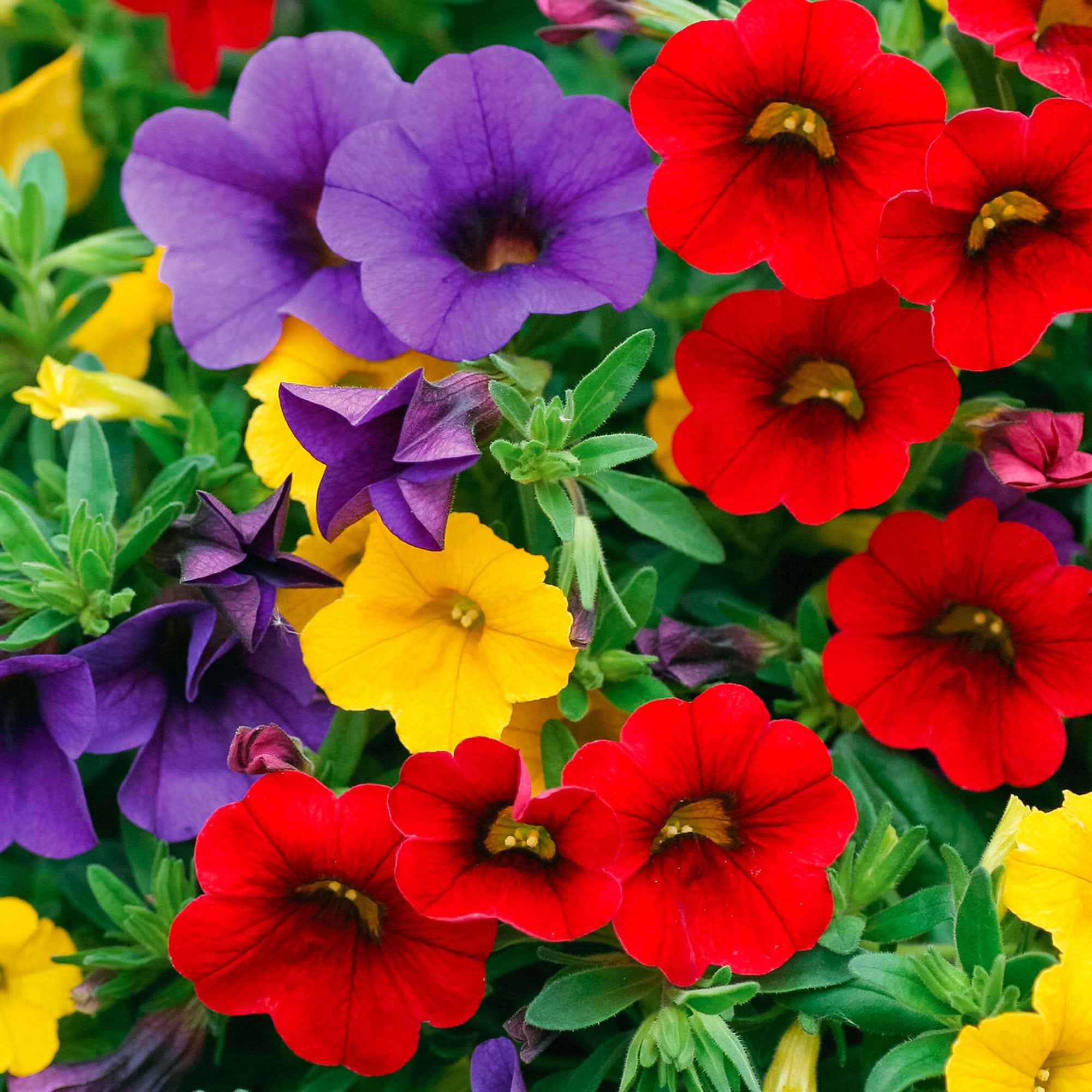 Petunia Mix (x3) - Image 2