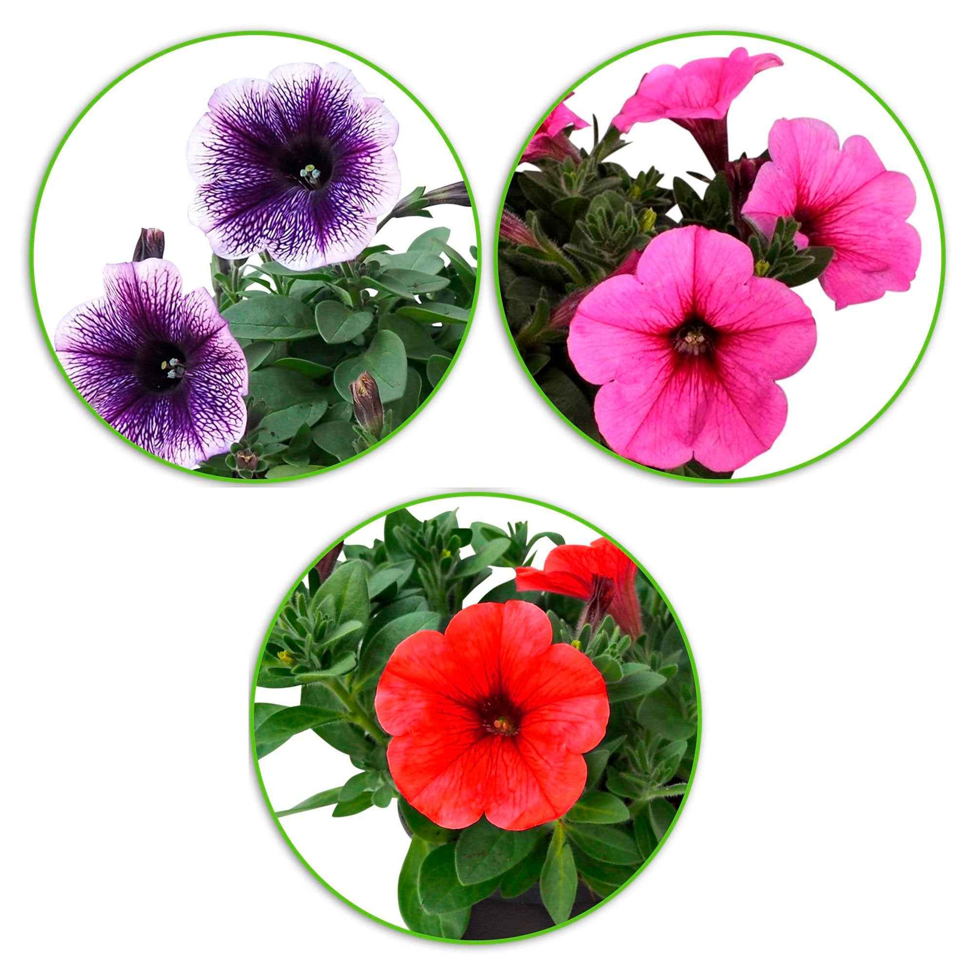 Petunia Mix 'Alpetunia' (x3) - Image 3