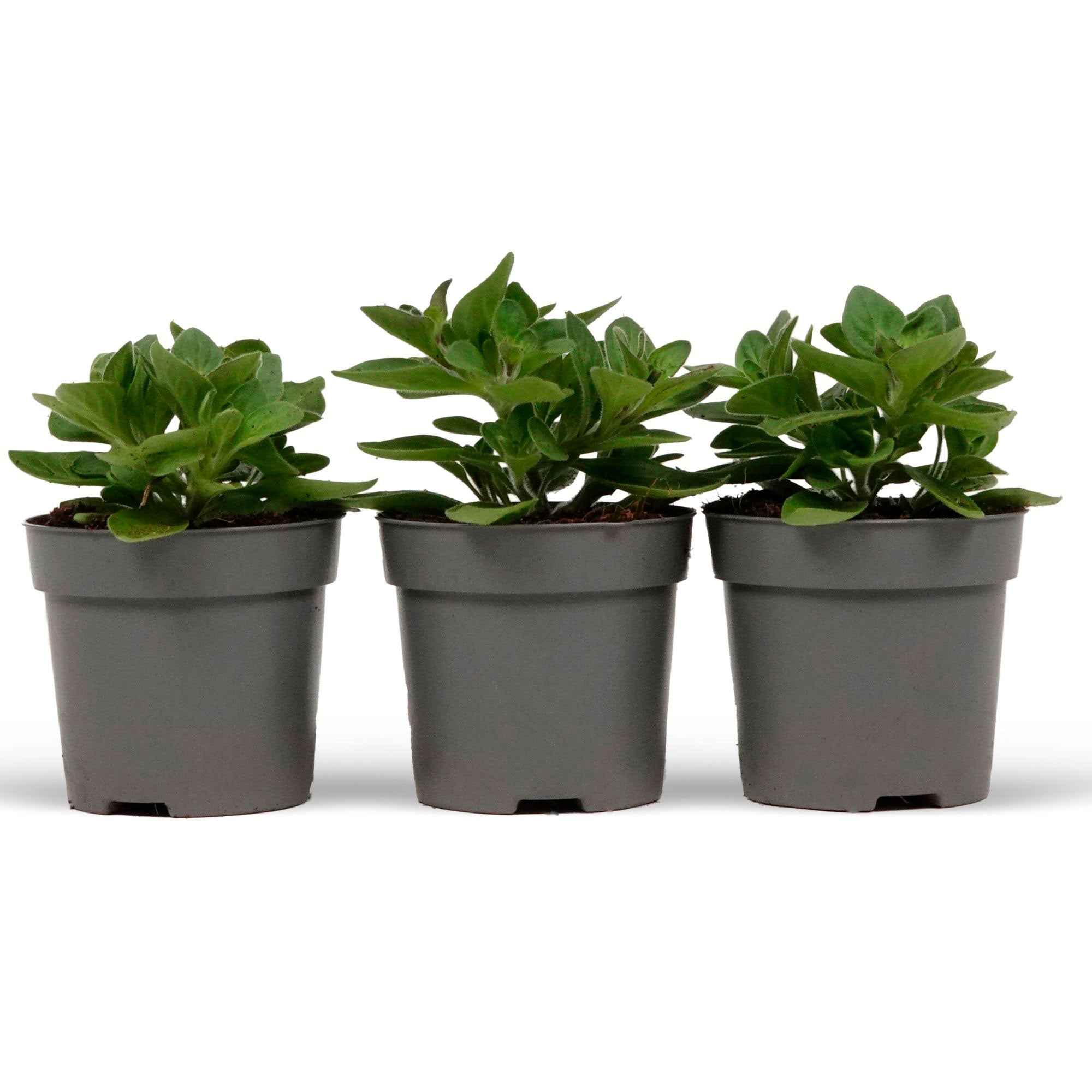 Petunia Mix 'Alpetunia' (x3) - Image 4