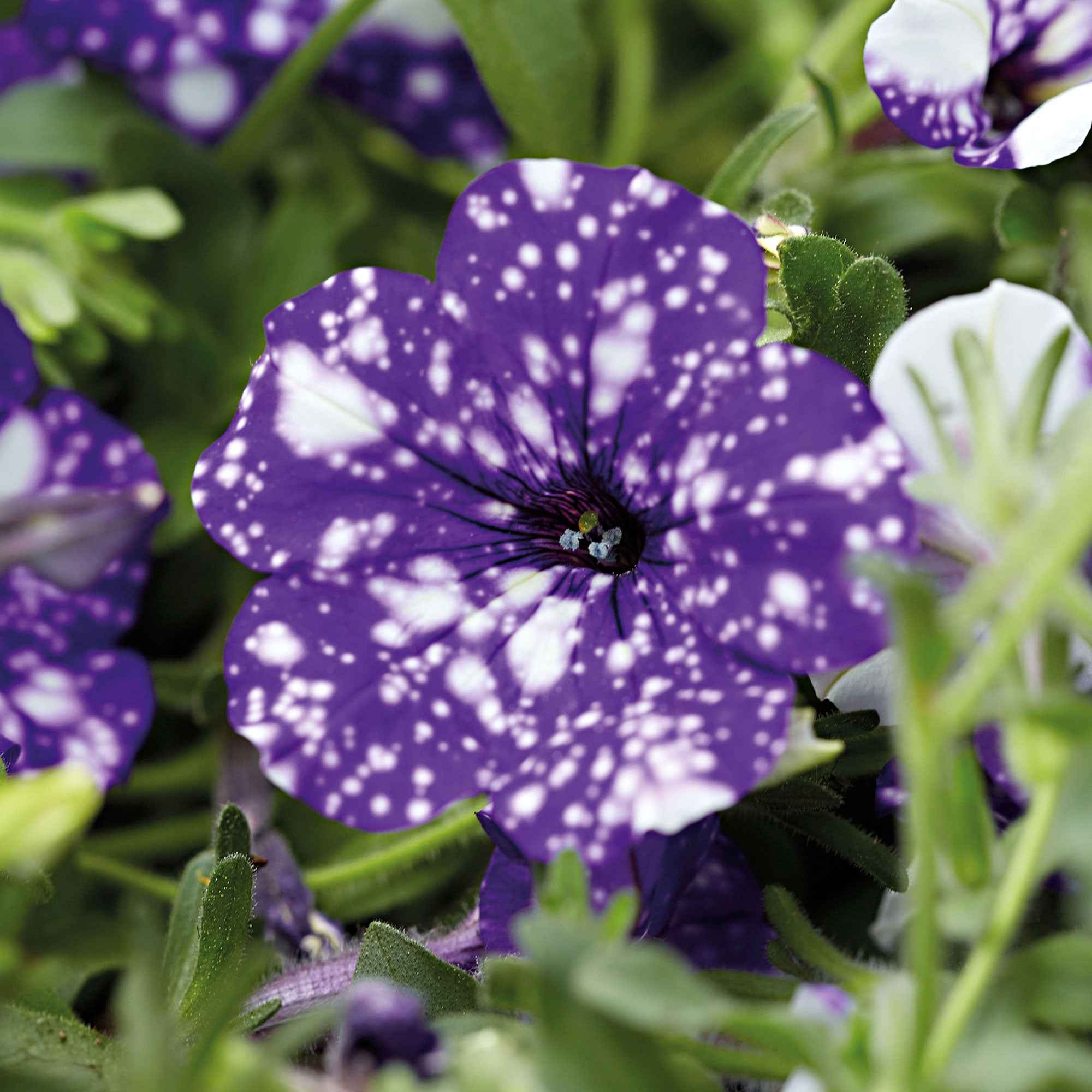 Petunia 'Night Sky'® (x3) - Image 3