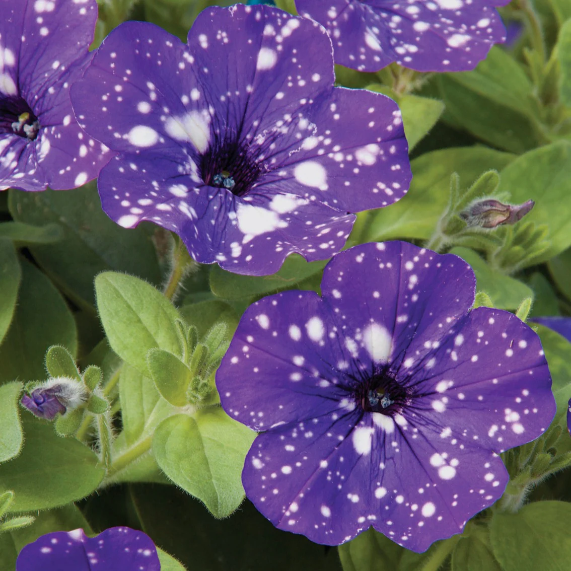 Petunia 'Night Sky'® (x3) - Image 4