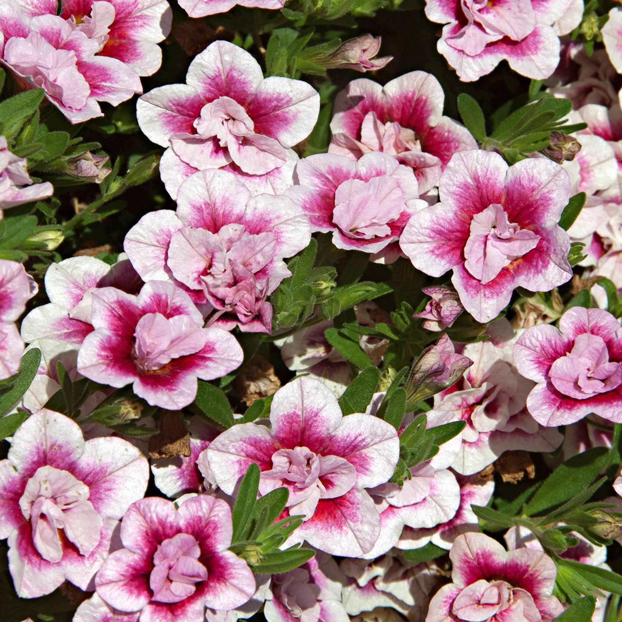 Miniatuur 2