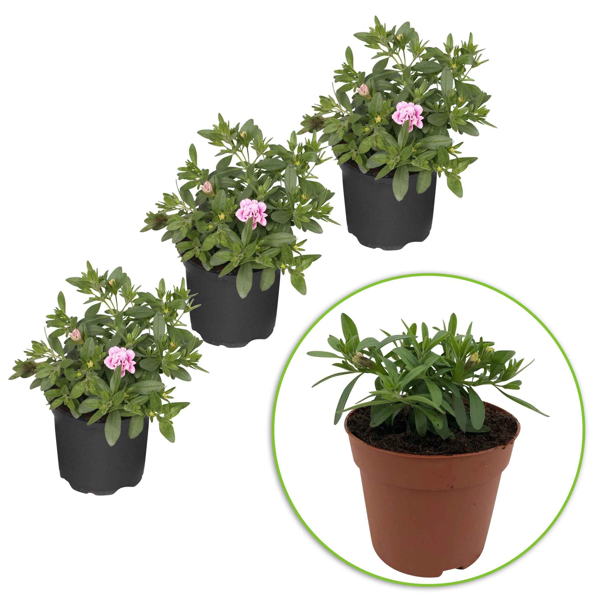 Petunia 'Pinktastic Double' (x3) - Image 3