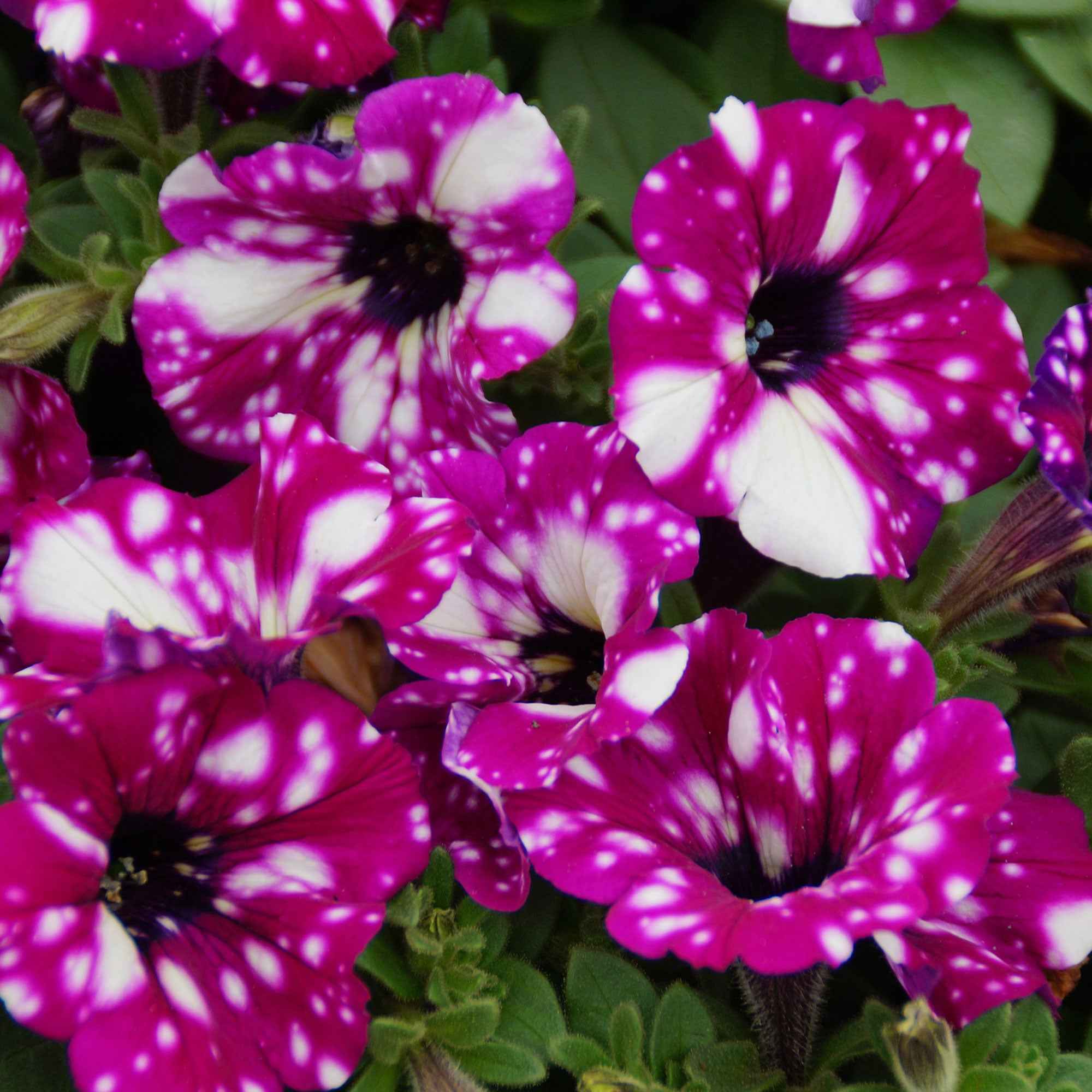 Petunia 'Royal Sky' (x3) - Image 2