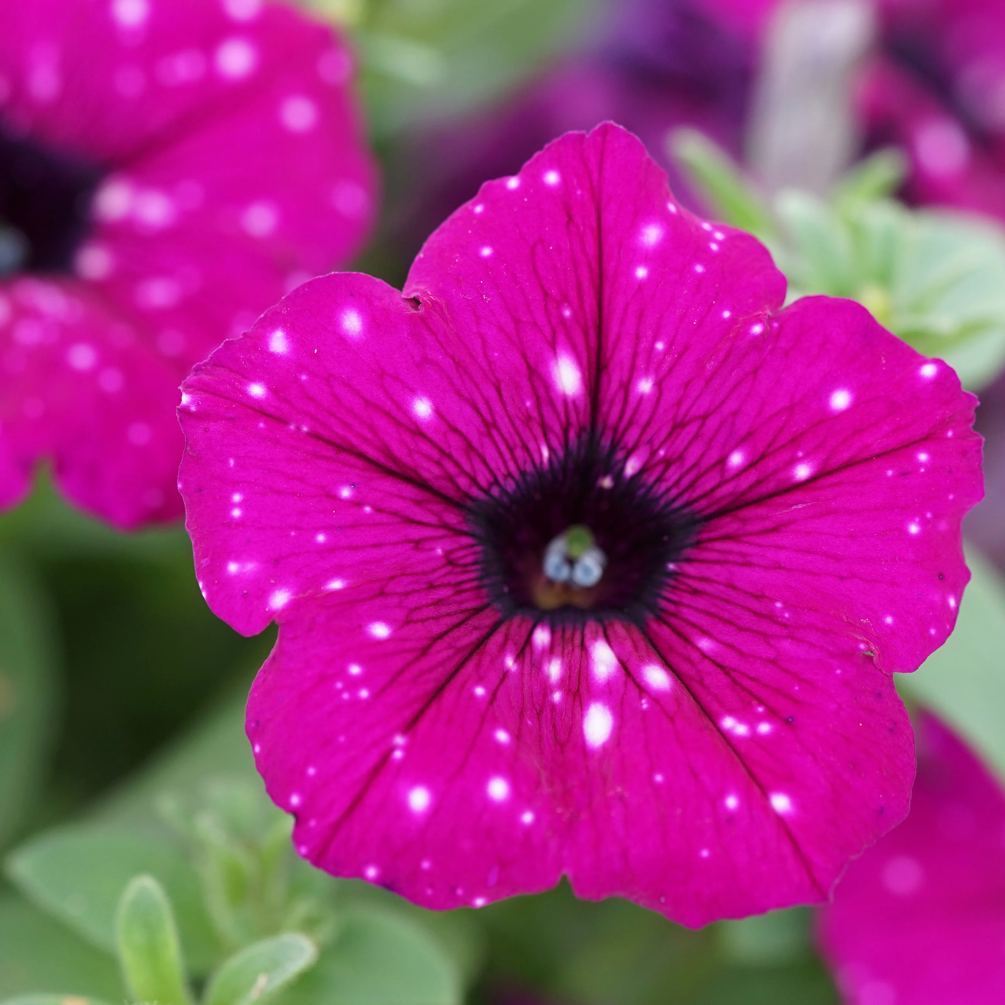 Petunia 'Royal Sky' (x3) - Image 3