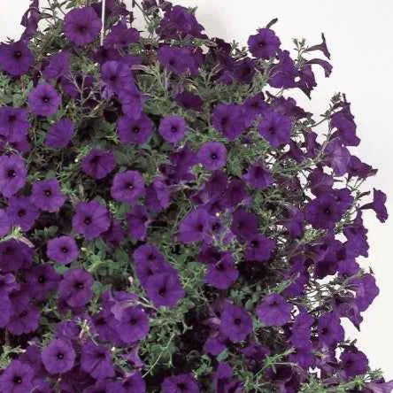 Petunia 'Wave Bleu F1'