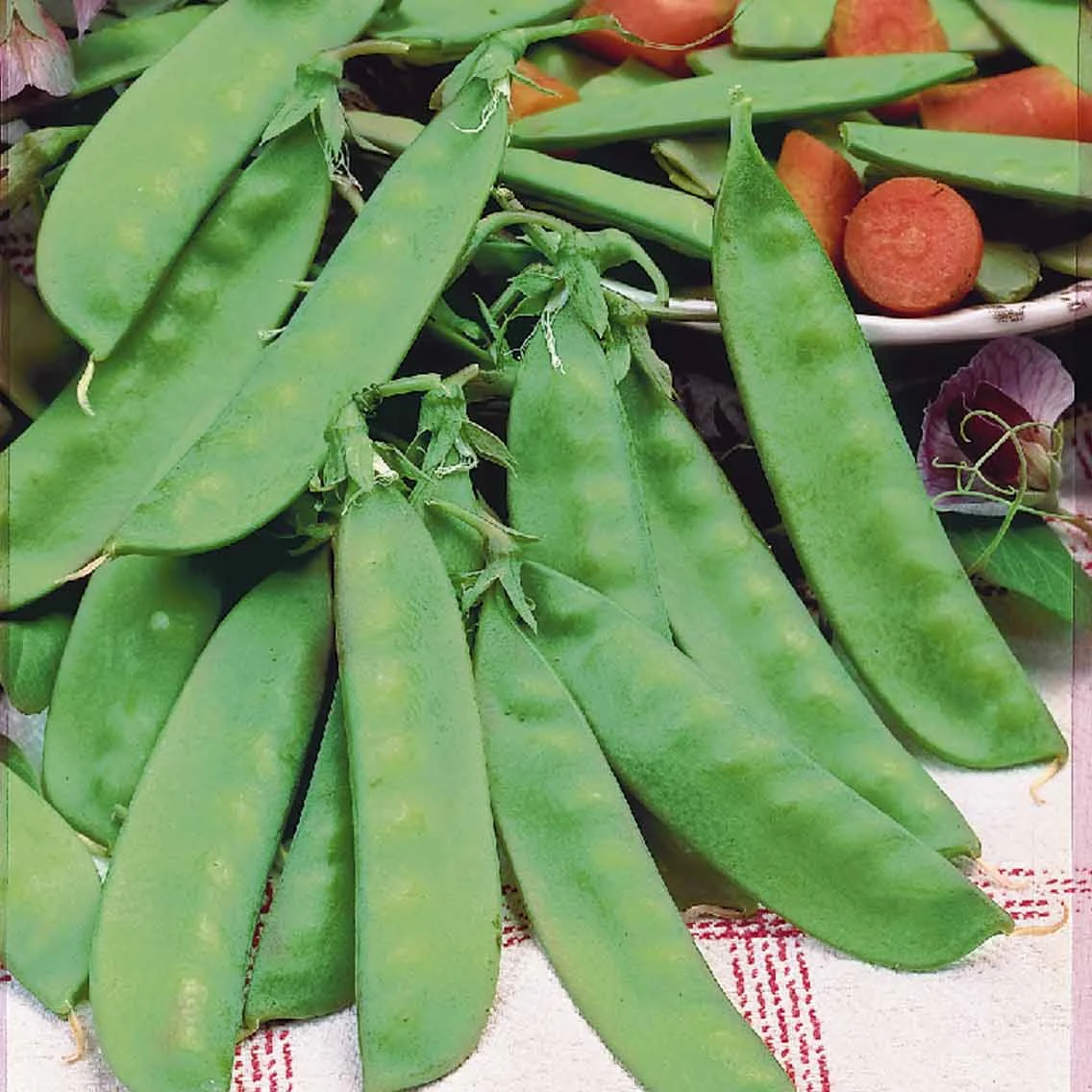 Peul 'Corne de Bélier'